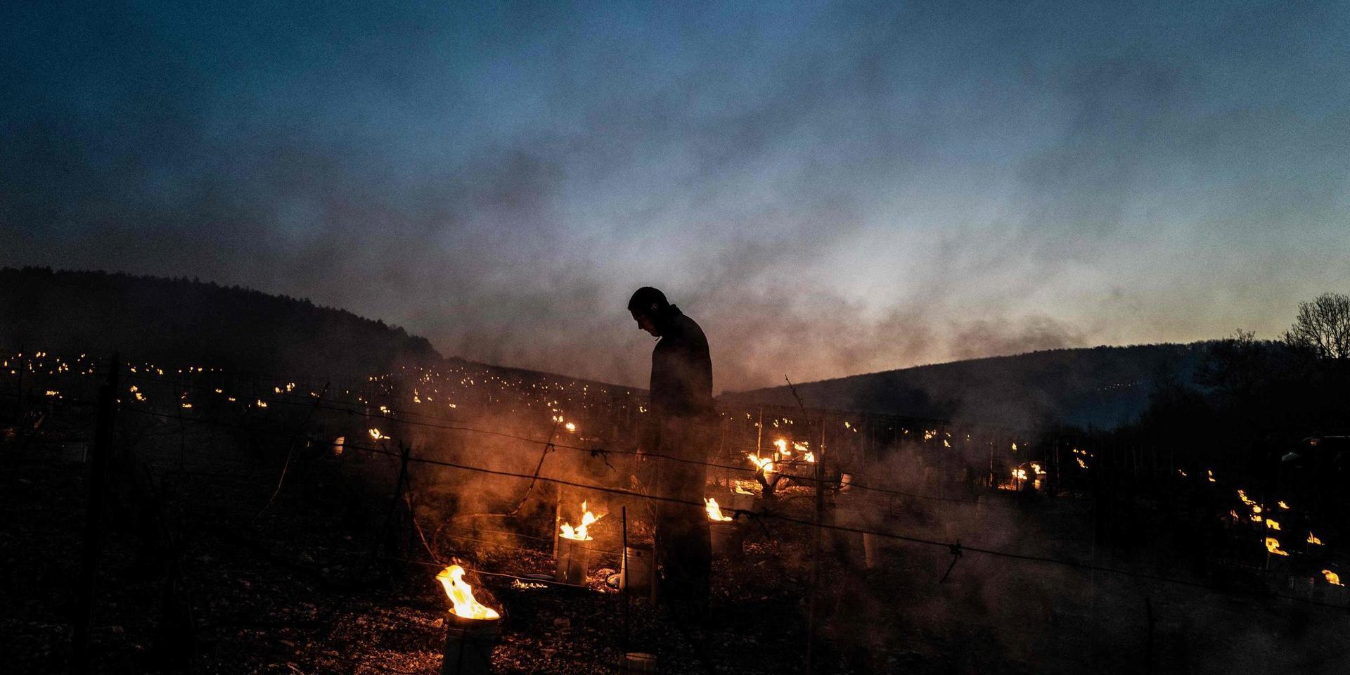 Vinodlare i Frankrike försöker med hjälp av eld skydda skördarna från frost.
