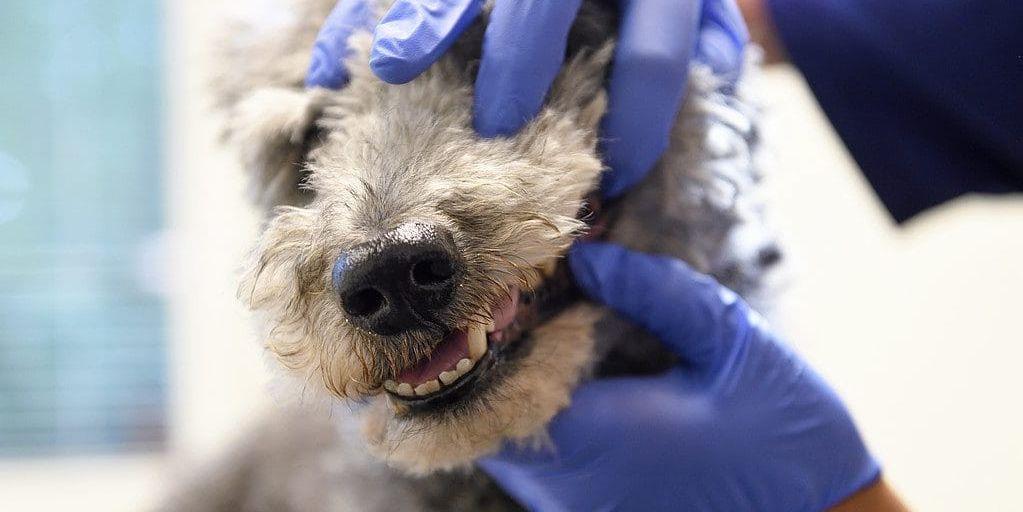 I februari skulle djurägaren och hunden göra ett återbesök på en veterinärklinik. Men de dök aldrig upp och veterinären försökte då nå djurägaren, utan resultat. Arkivbild.