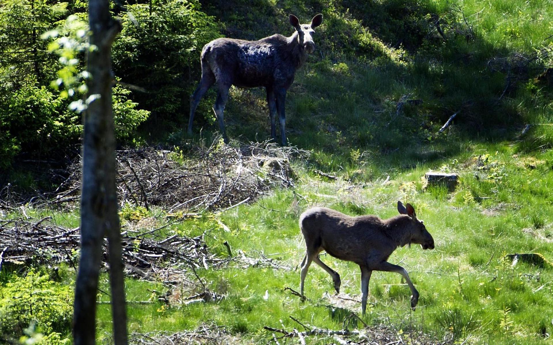 Det finns en hel del vilda djur att titta på i Munkedals kommun för den som gillar att vistas i skog och mark.