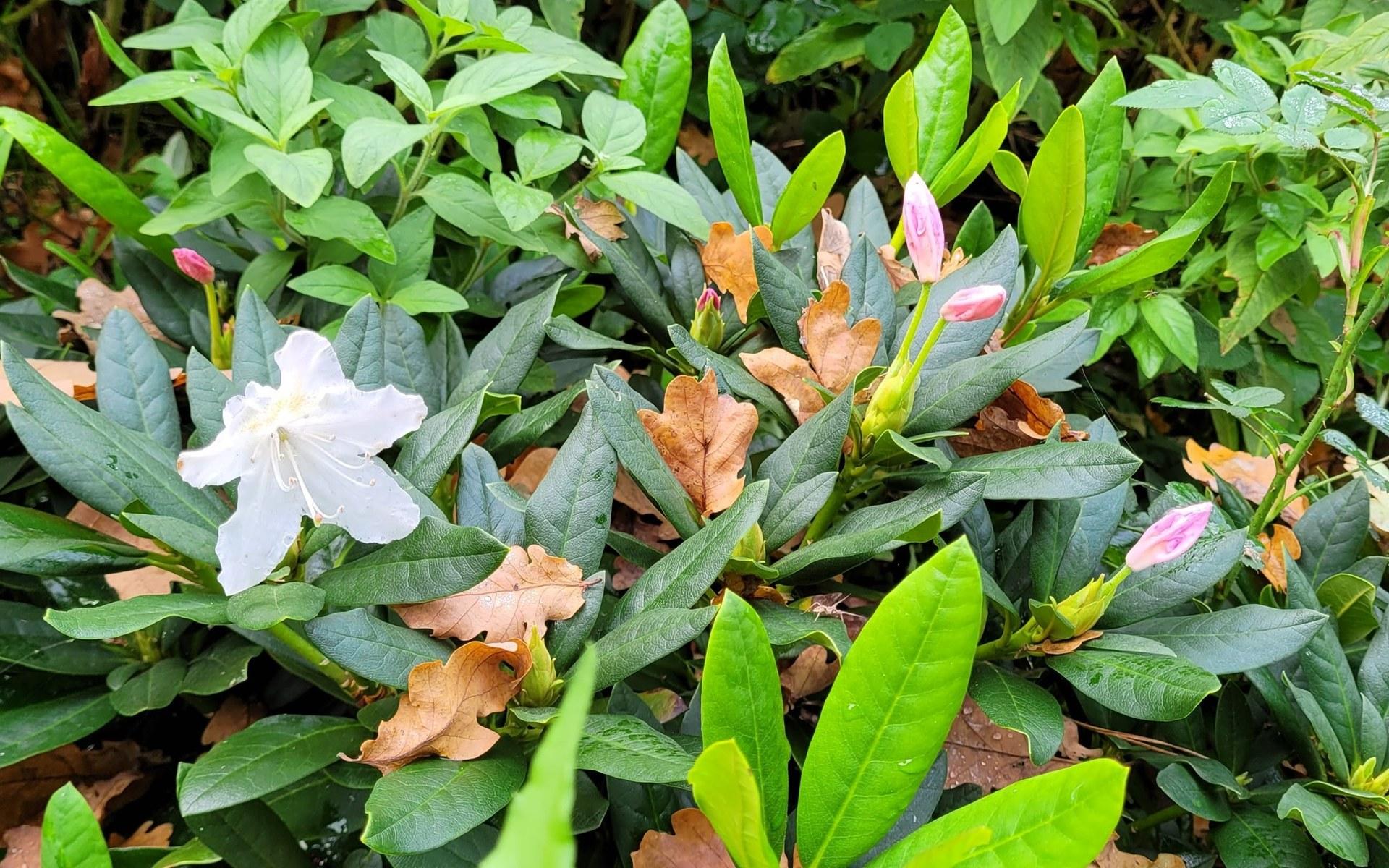 Årstiderna möts i Grästorp när höstlöven börjar falla över rhododendronen som sakta börjat blomma.