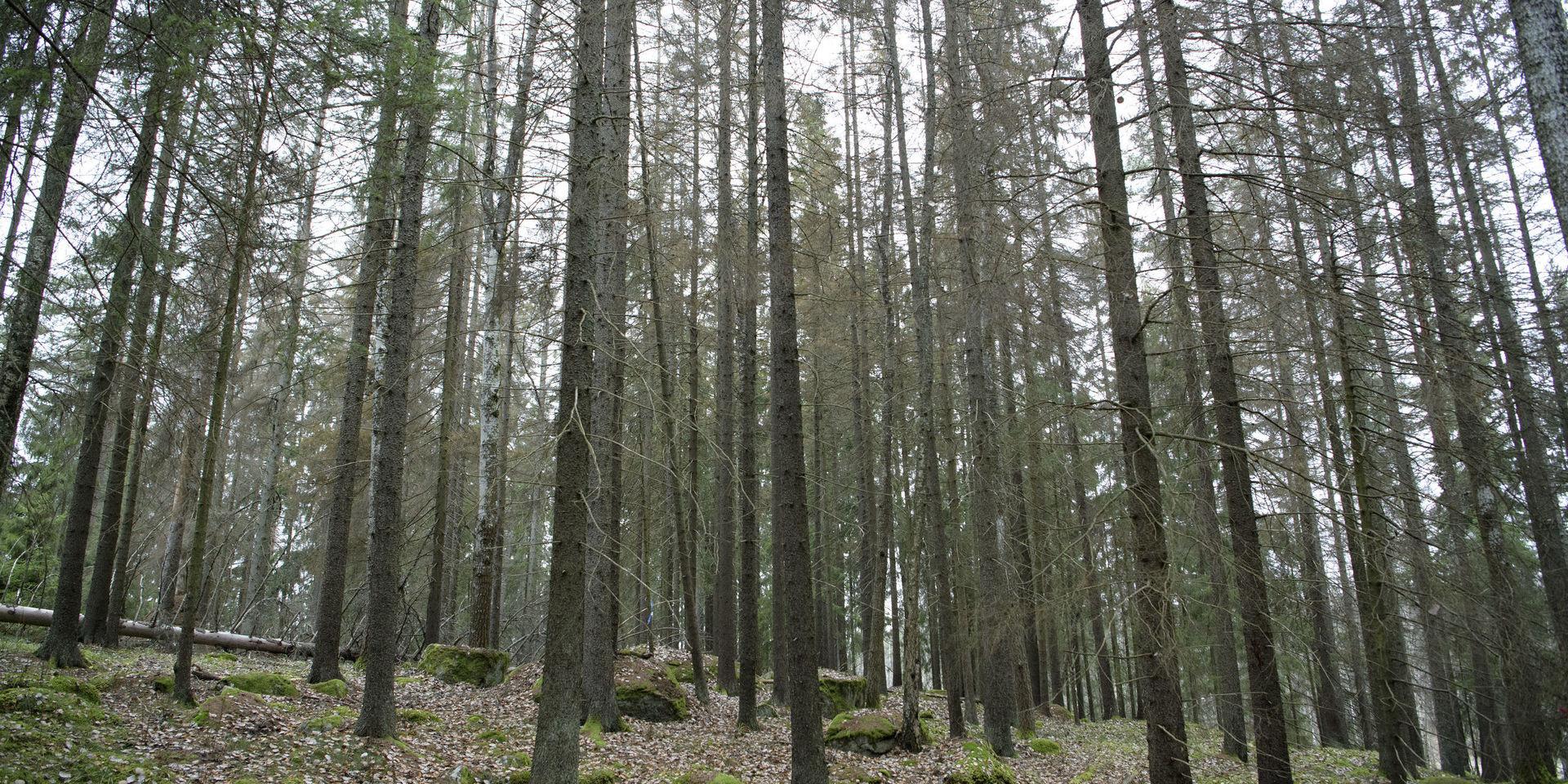 STOCKHOLM 20191107
En granskog som angripits av granbarkborrar.
Granbarkborrens har orsakat skador på cirka sju miljoner kubikmeter skog i år. Det är nästan en fördubbling jämfört med rekordåret 2018. Skadeinsekten framfart har förstört virke för cirka tre miljarder kronor.
Foto: Jessica Gow / TT kod 10070

