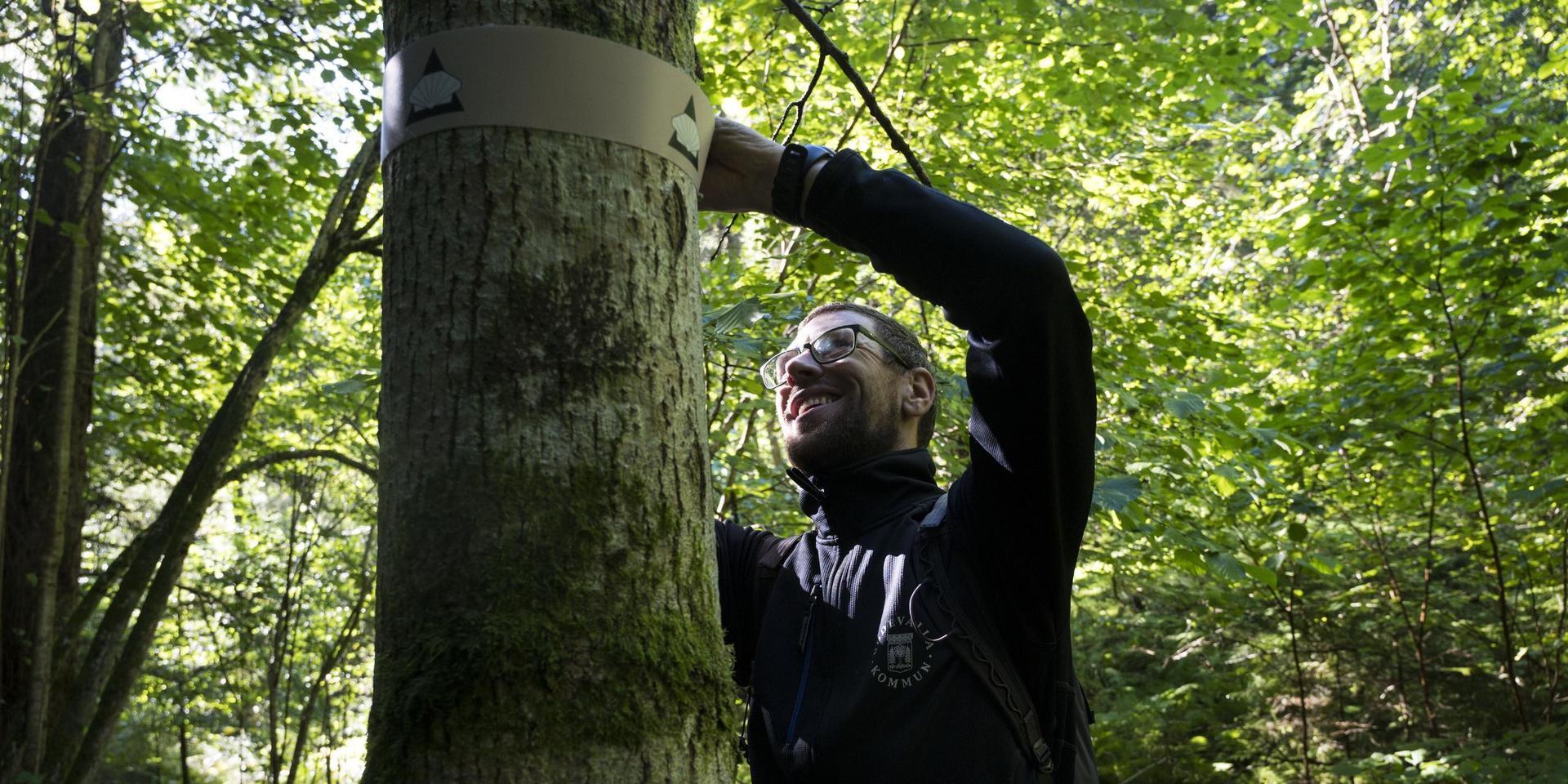 Robert Wahlström tycker att banden är en bra lösning då de inte skadar träden och är lätta att flytta på om det skulle behövas. 