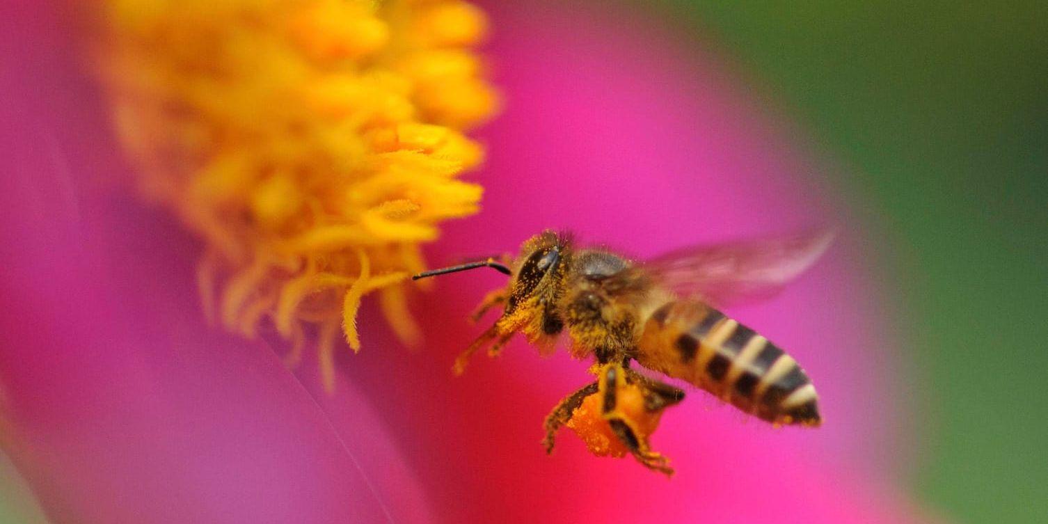 Honungsbi söker efter nektar. Arkivbild.