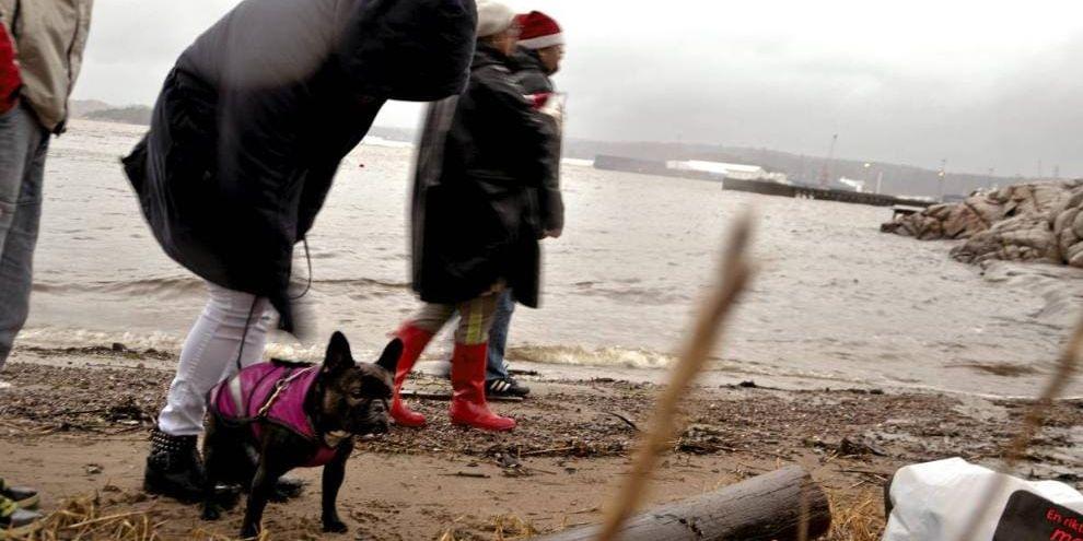Mona Hommertina spanar på alla människor och hundar som samlats i Skeppsviken för det årliga Juldoppet. Initiativtagarna är medlemmar i Svenska livräddningssällskapet.