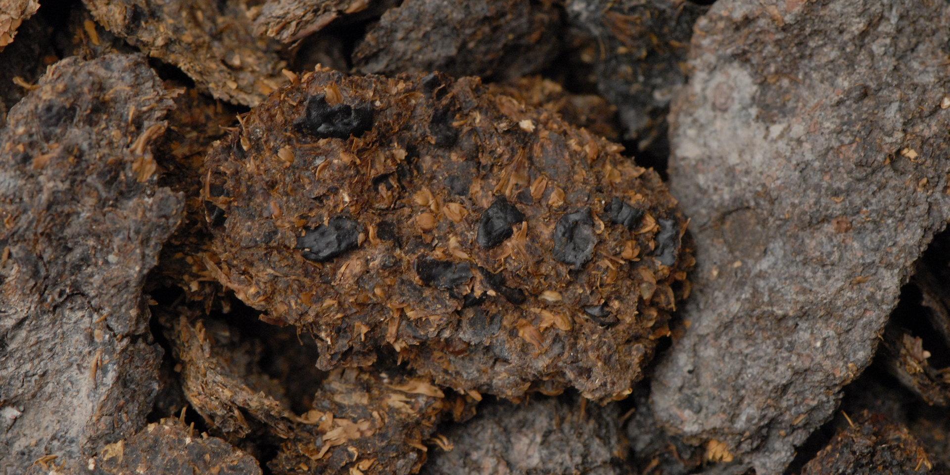 Över 2 600 år gammalt bajs som har hittats i saltgruvorna i Hallstatt. Spåren av bönor, hirs och korn syns tydligt.