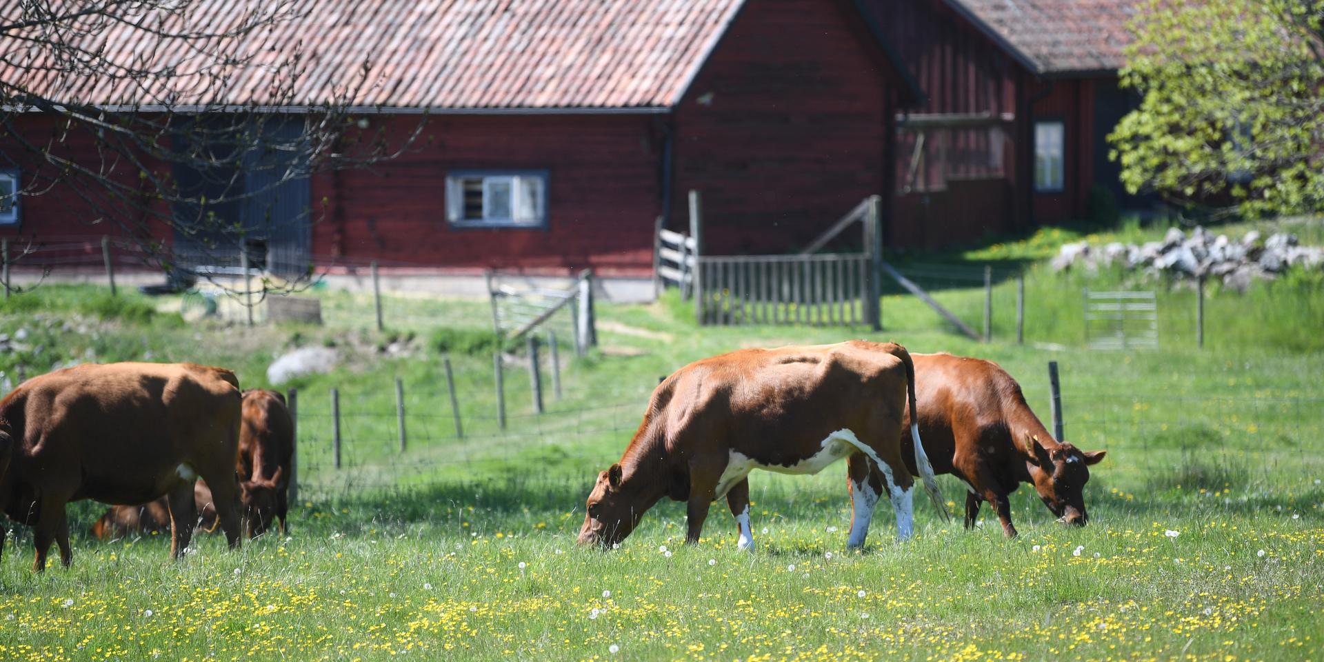 Viktiga för ekosystemet. En ny studie visar på att kor kan vara en del av ett hållbart matsystem.