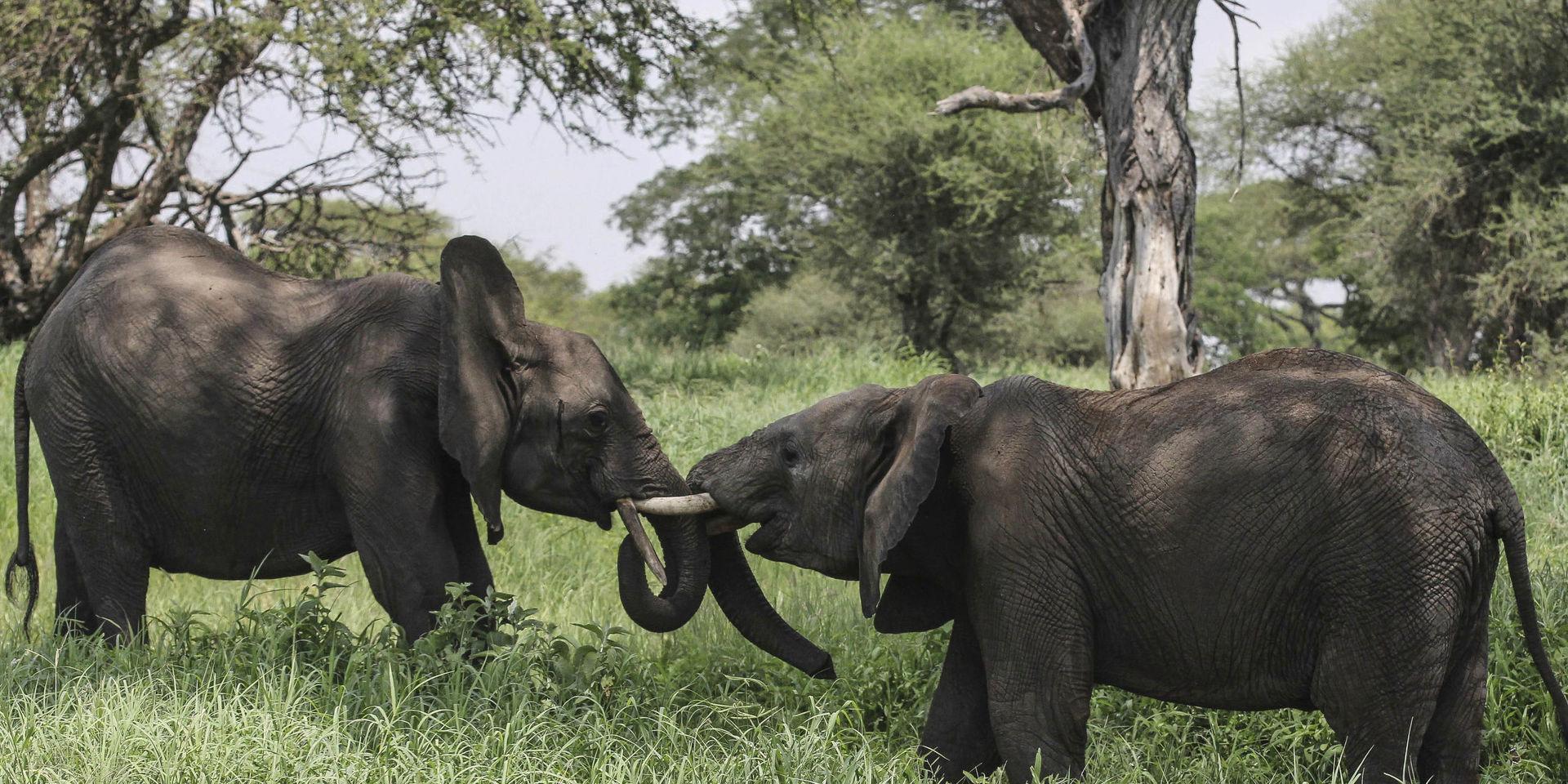 Efter att ha decimerats kraftigt av tjuvjakt växer nu Tanzanias elefantstam igen. Arkivbild. 