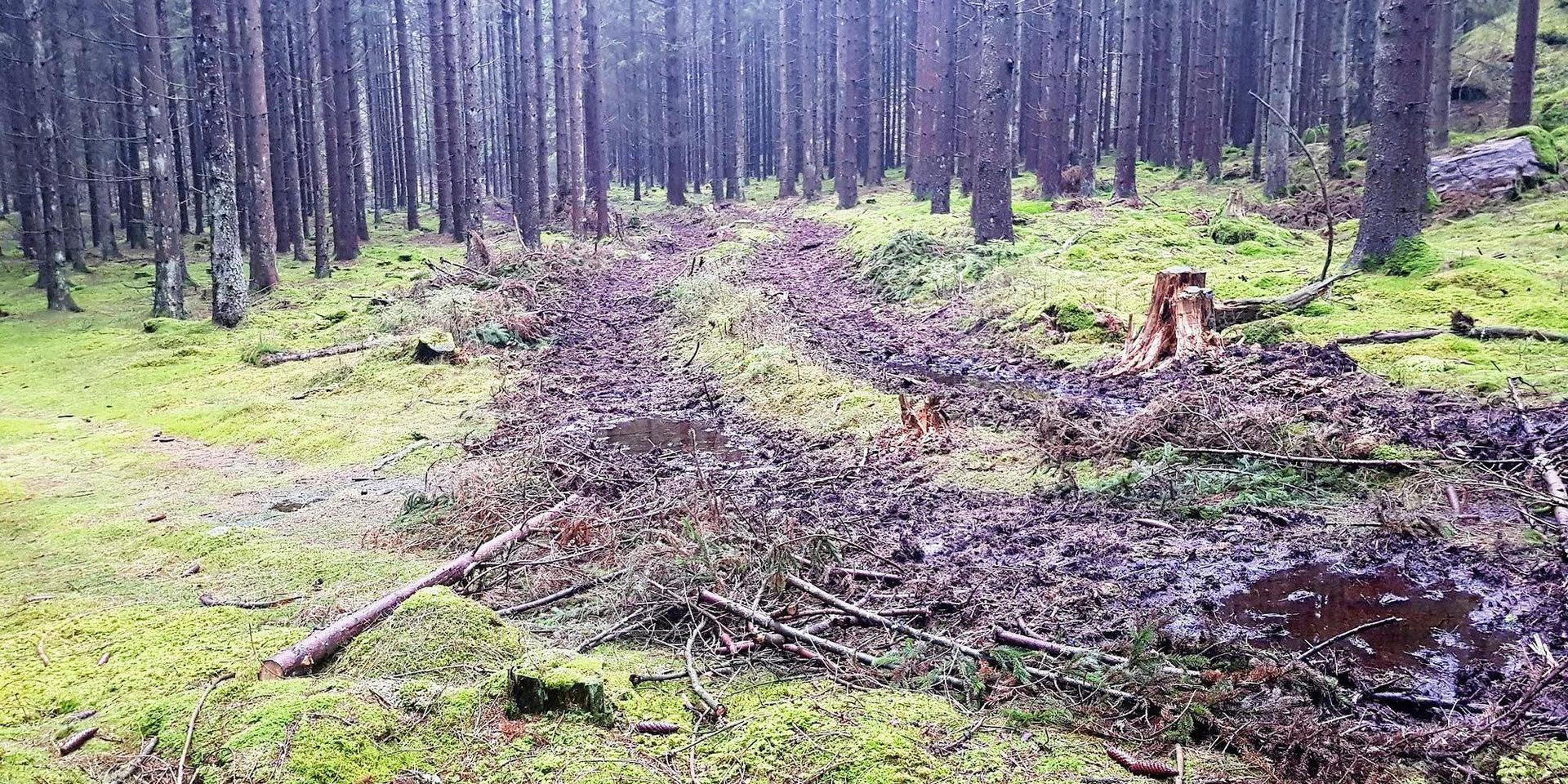 Skogsbruk traktorspår skog skogsväg tallskog skogsavverkning