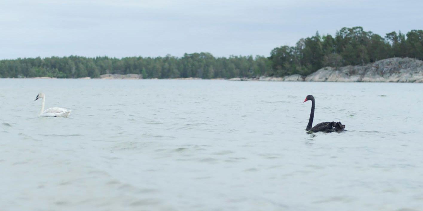 En svart svan har siktats vid Gränsö utanför Västervik.