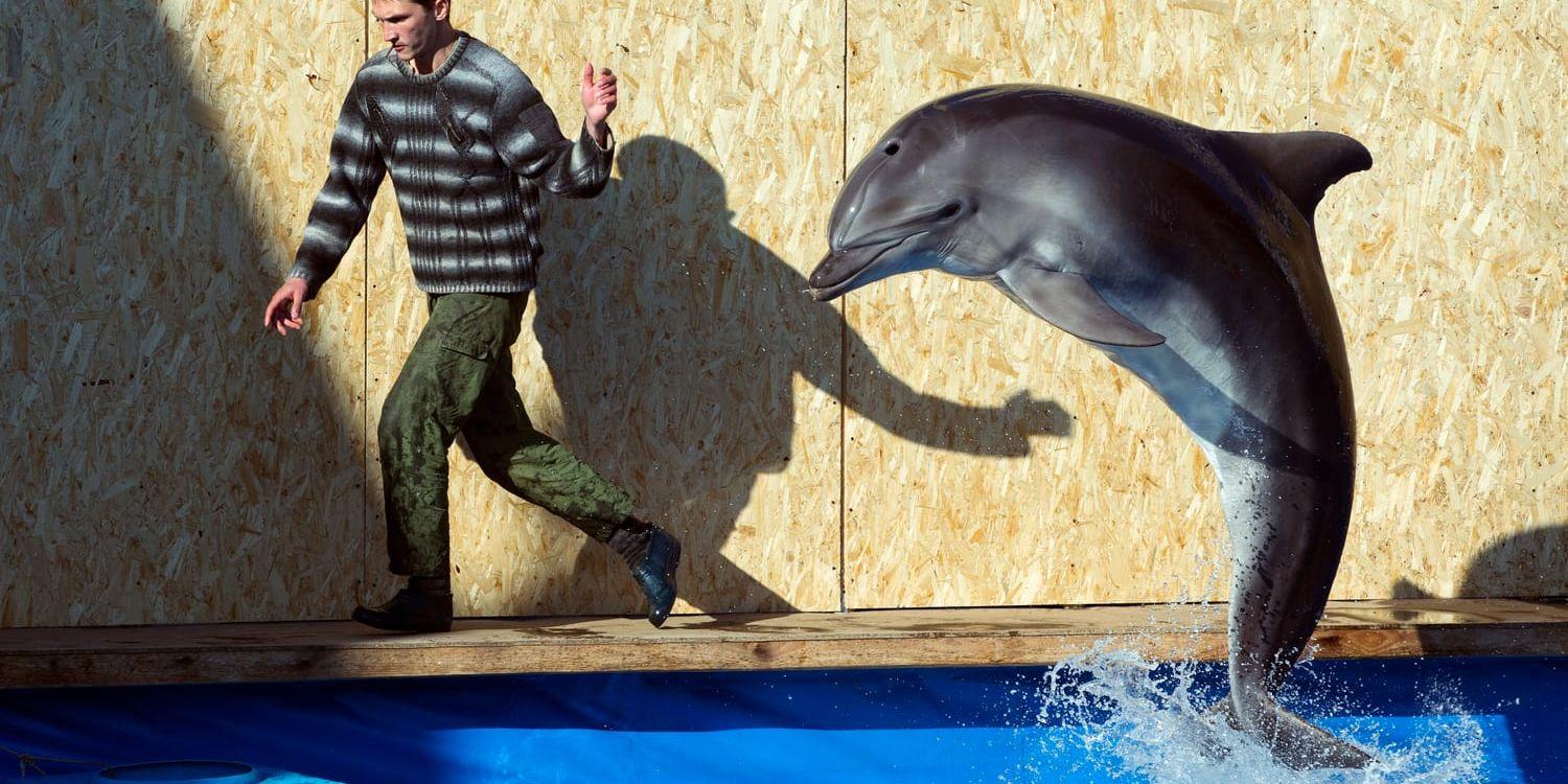 En anställd vid Sevastopol State Oceanarium tränar en delfin. Bilden är från mars 2014.