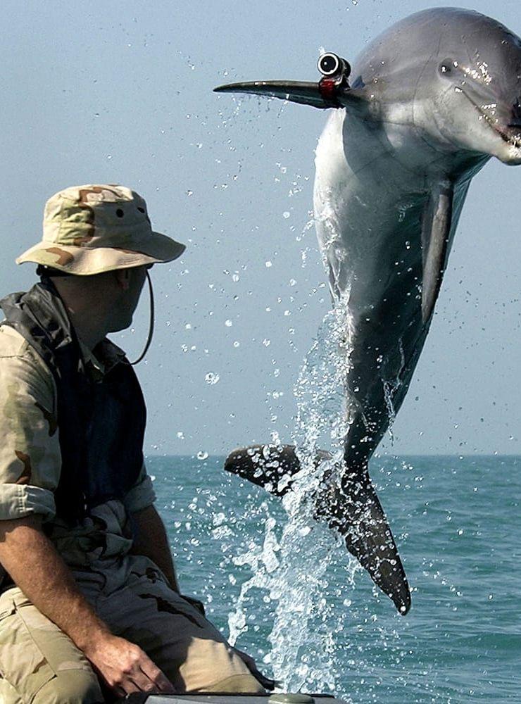 Den amerikanske sergeanten Andrew Garrett med flasknosdelfinen K-Dog på träningsuppdrag i Persiska gulfen 2003. Delfiner, hästar, hundar och till och med kycklingar användes på ett eller annat sätt under Irakkriget. Arkivbild.