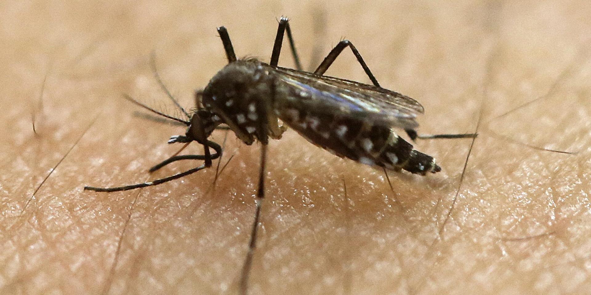 En flitig spridare av denguefeber är myggan Aedes aegypti, som också sprider andra virussjukdomar. Arkivbild.