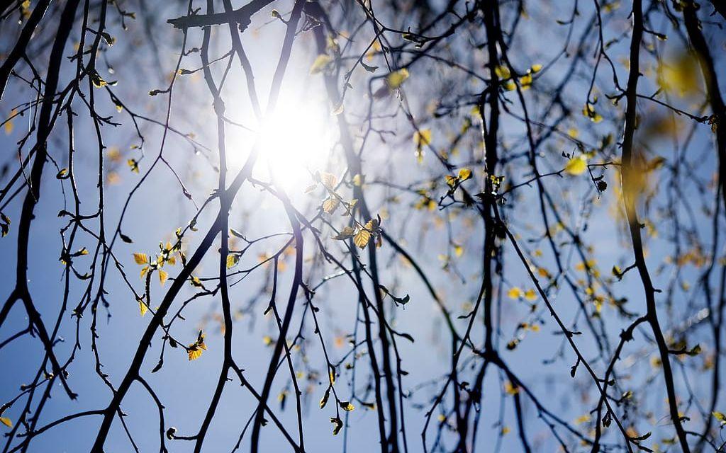 Till helgen väntar ett vackert väder med sol och tvåsiffriga plusgrader. Arkivbild: Jessica Gow / TT