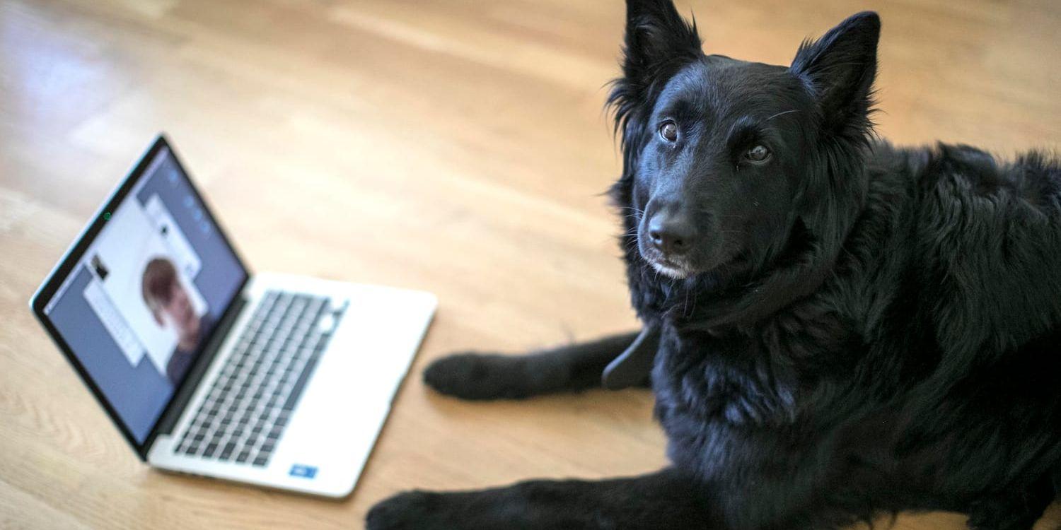Hunden som också brukar kallas människans bästa vän har en självklar plats i många svenska hem. Vissa har numera även lärt sig att använda datorn för kontakt med husse eller matte. Arkivbild.