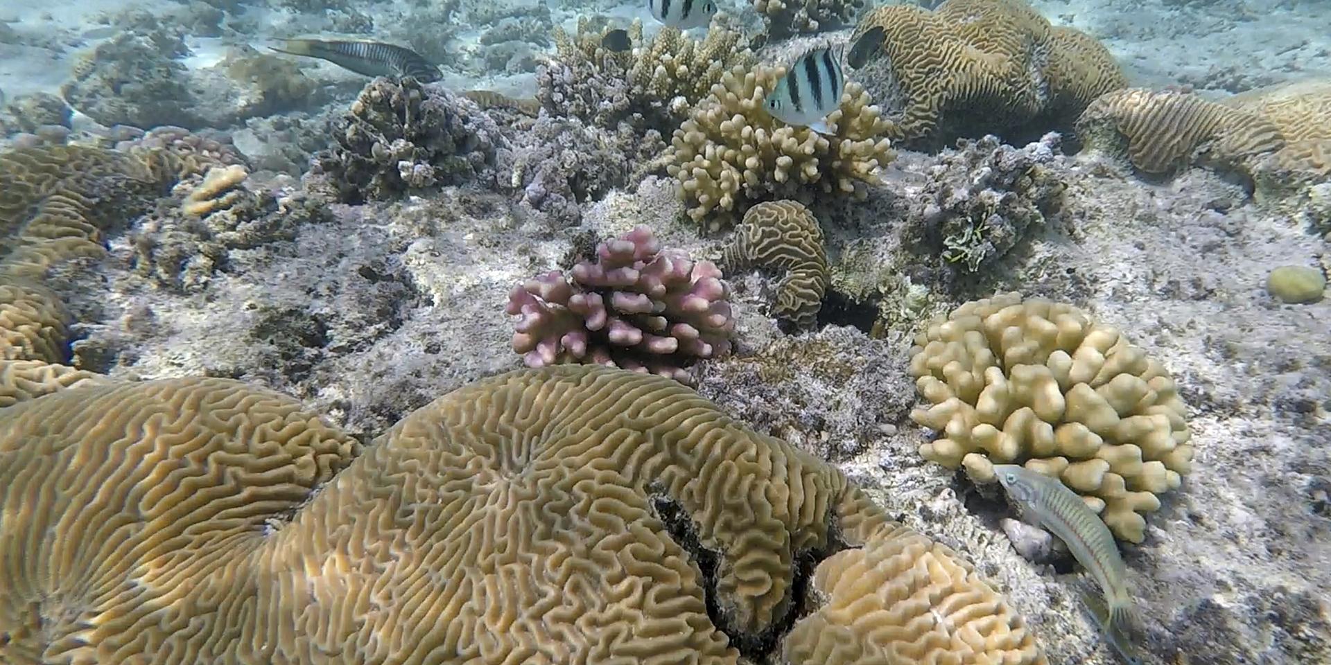 Koldioxiden försurar haven, vilket drabbar korallreven. 