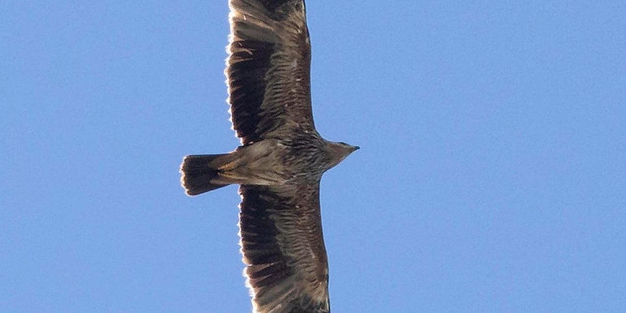 Kejsarörnen, som mäter cirka två meter mellan vingspetsarna, fotograferad vid Falsterbokanalen den 7 oktober i fjol.