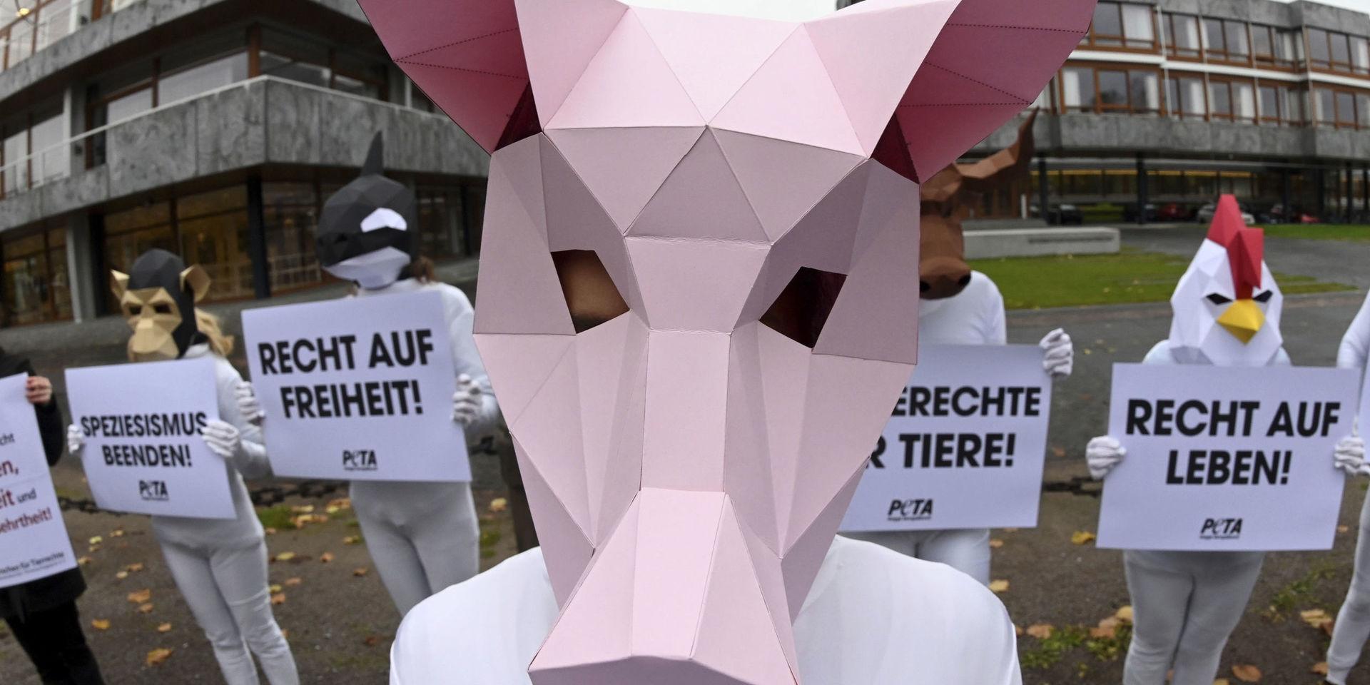 PETA activists protest for animal rights and pain-free piglet castration at the Federal Constitutional Court in Karlsruhe, Germany, Tuesday, Nov. 19, 2019.  (Uli Deck/dpa via AP)  DMME131