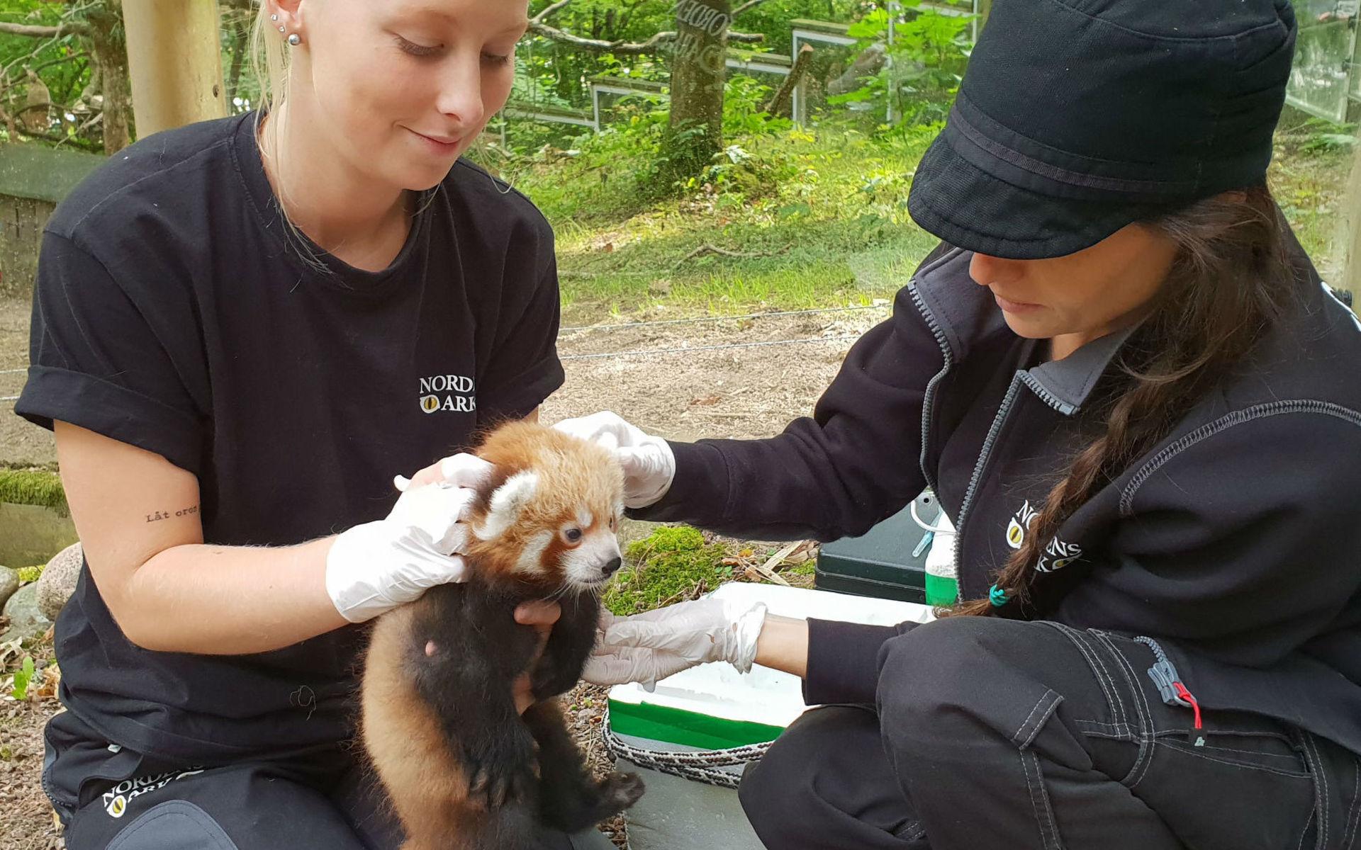 Kontroll. Djurvårdaren Sofia Dahlqvist och veterinären Michelle Kischinovsky vaccinerade och avmaskade pandaungarna. 