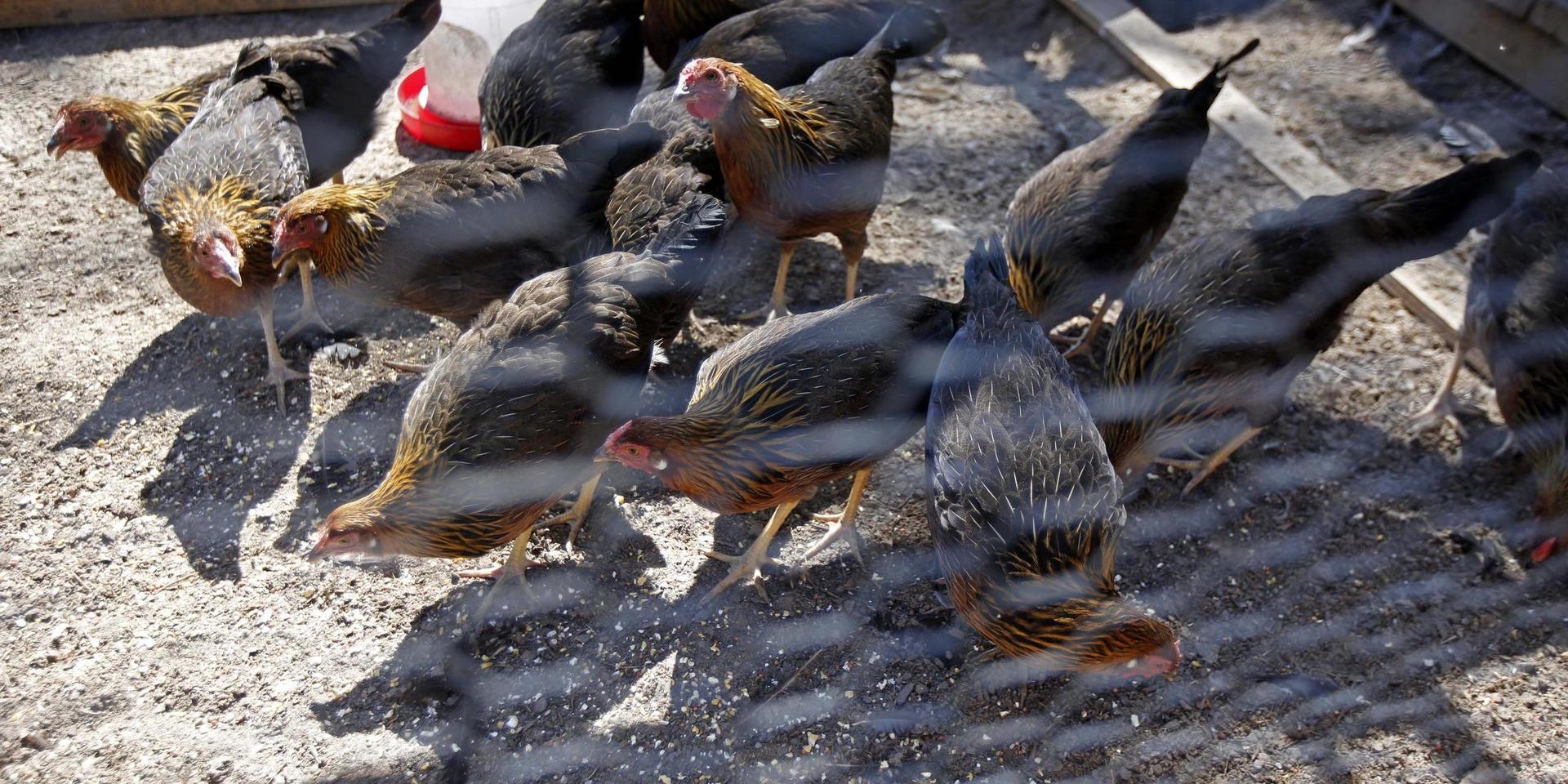 Fjäderfän kommer att behöva stanna inomhus sedan fågelinfluensa har upptäckts hos en gås i sydvästra Norge. Arkivbild av höns, tagen i annat sammanhang.