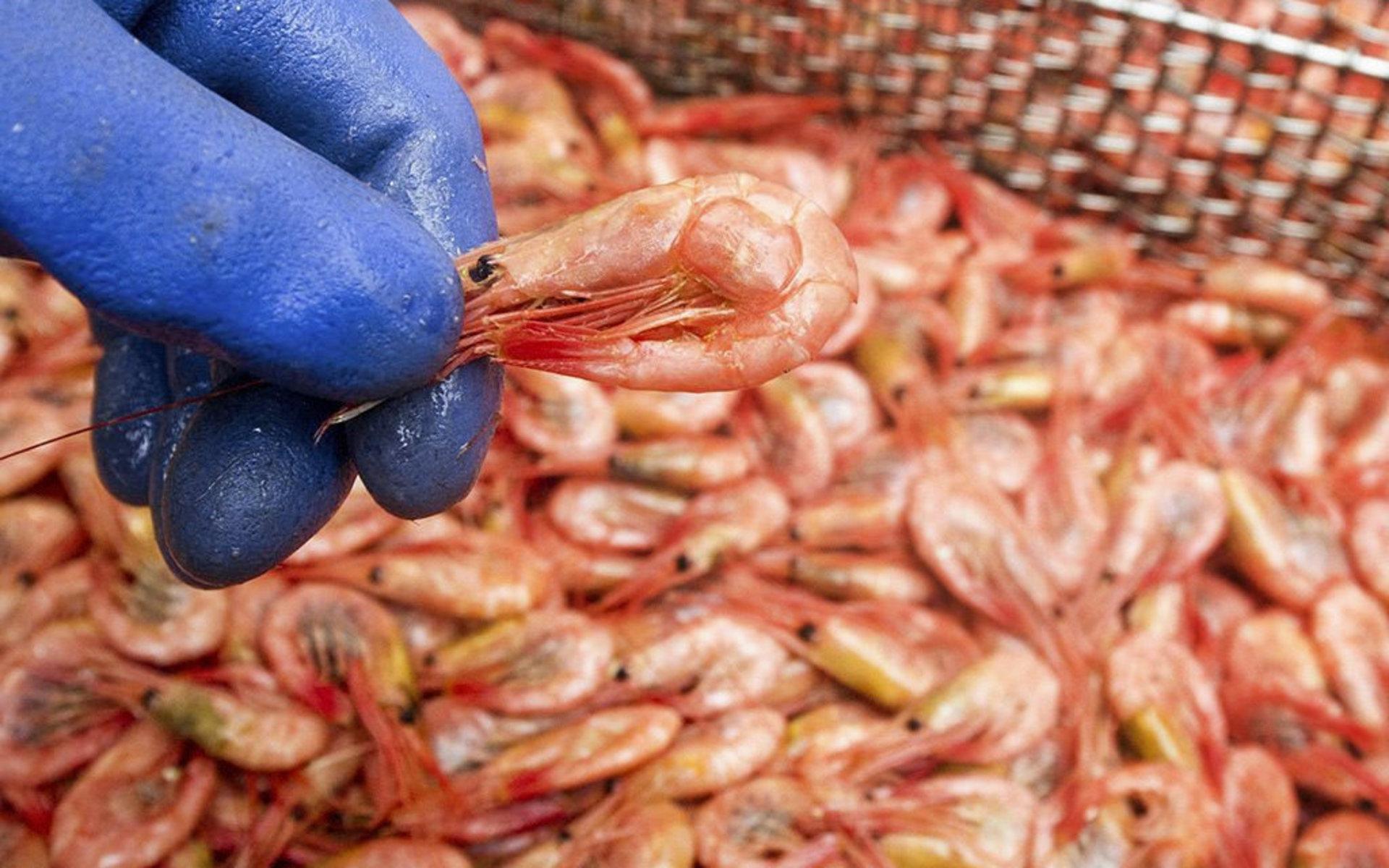 Räkor och kräftor utgör de mesta av västkustens fiske numera och kritikerna till att man ska kunna låna ut sin personliga fiskekvot.