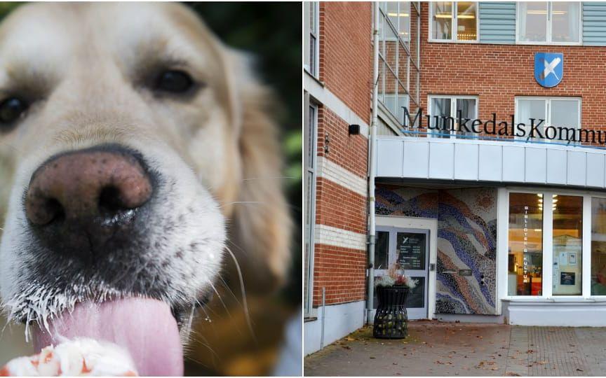 Men det är Munkedal är den hundtätaste kommunen i Bohuslän med sina 138 hundar per 1 000 invånare. Bläddra vidare för att se vilka hundraser som är vanligast i diverse kommun. Foto: Vilhelm Stokstad/TT/Arkivbild
