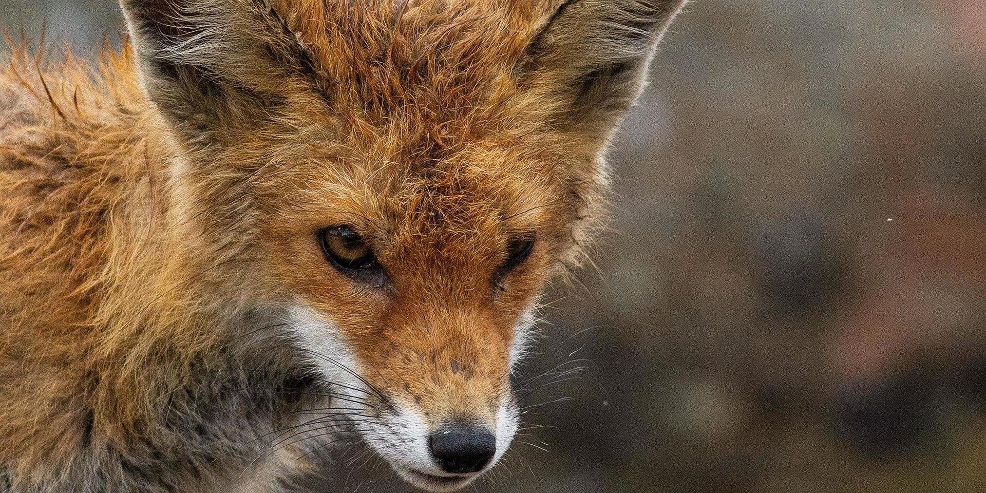 Det har funnits rävar i centrala Lysekil i många år.