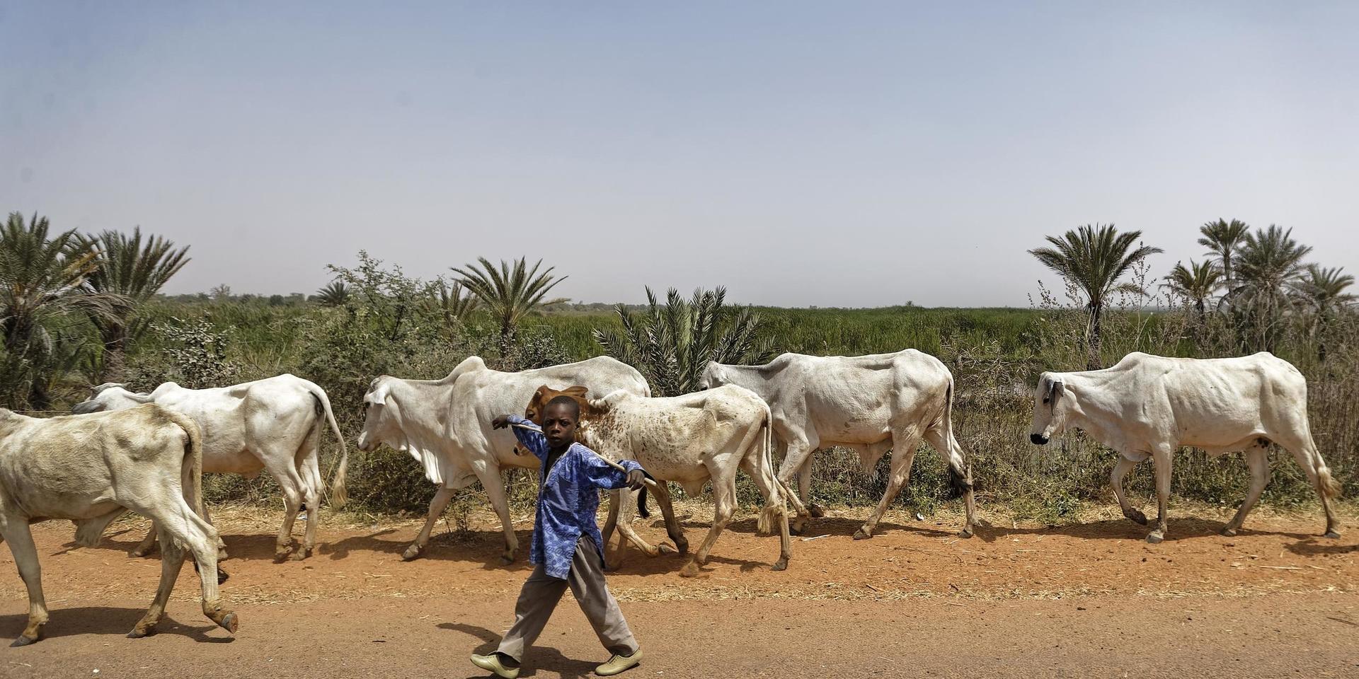 En pojke vaktar boskap i Nigeria. Bilden har inget med händelsen att göra. Arkivbild. 