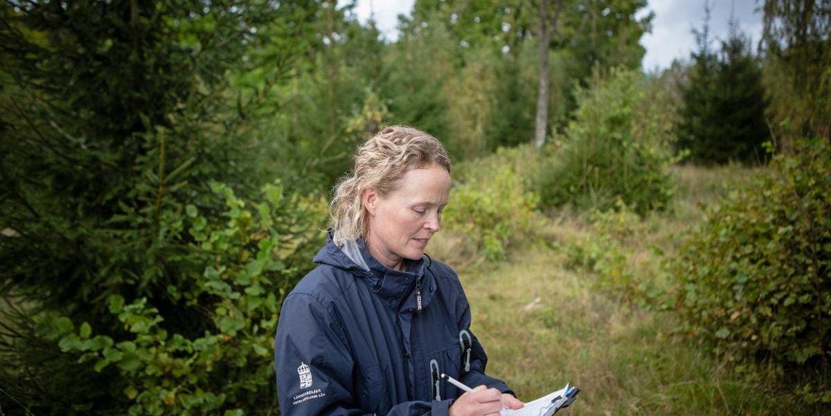 Kulturmarkerna utarmas. Marina Bengtsson inventerar en naturbetesäng som håller på att växa igen utanför Hindås.
