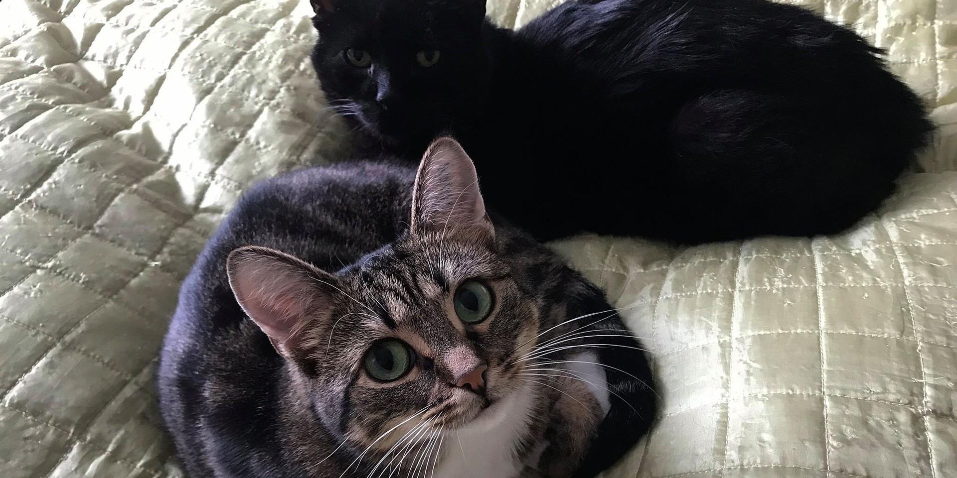 Katterna Hoppsan och Freja omhändertogs förra sommaren och blev snabbt ett kärlekspar och fick ett gemensamt hem.