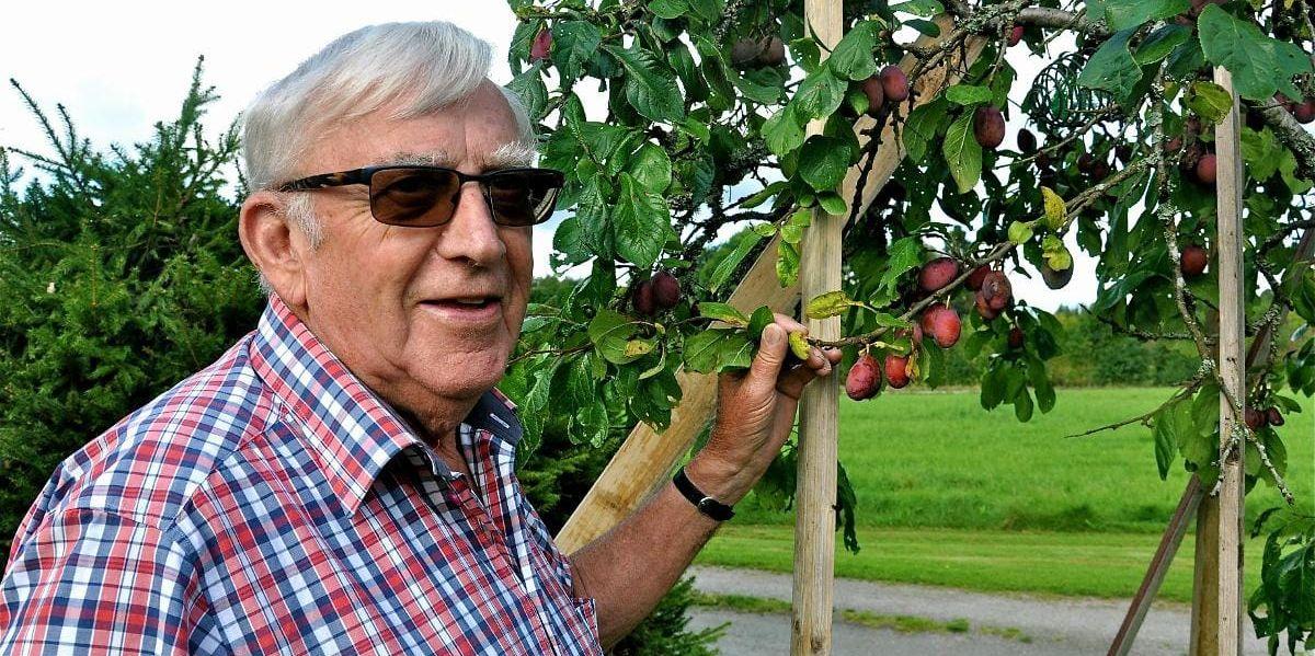 Fruktår. ”Det är väldigt gott om plommon i år, konstaterar Gustav Carlsson vid plommonträdet, vars grenar dignar av frukt.