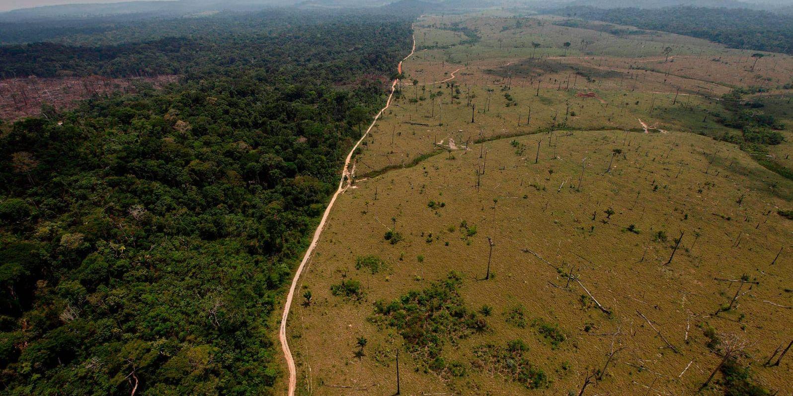 Skövlat område i närheten av området Novo Progresso i delstaten Pará i norra Brasilien, där nationalparken Jamanxim, som nu kan komma att krympas, är belägen. Arkivbild.