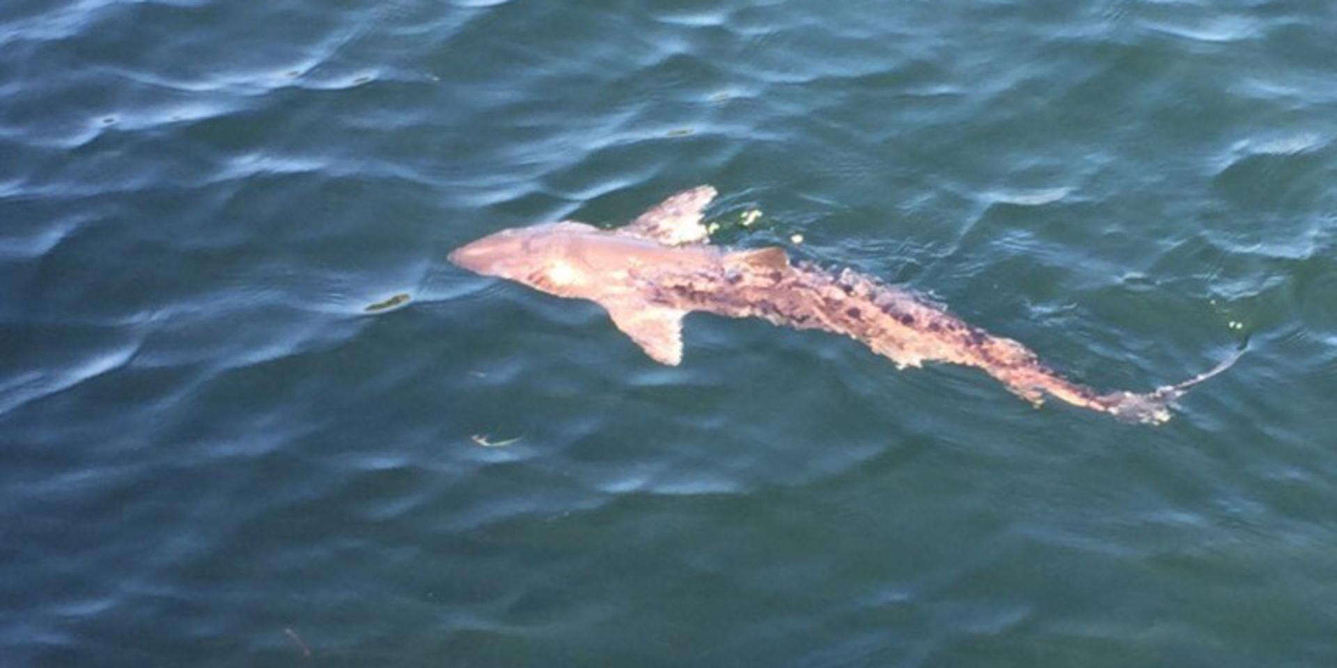 14-årige Pontus Hedgren fångade oidentifierad haj på bild – simmandes i Gullmarsfjorden.