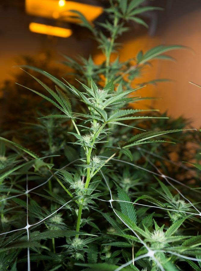 Blommande cannabisplanta hos företaget So Fresh Farms som odlar ekologisk marijuana, Oregon, USA. Bild: Christina Sjögren
