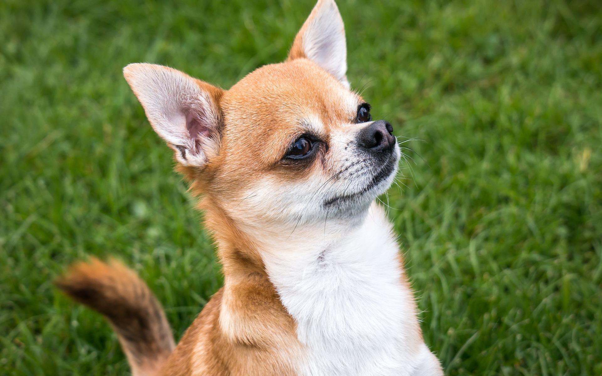 Chihuahuan är världens minsta hund och hamnar på tionde plats över Bohusläns populäraste hundar. I Uddevalla kommun finns 71 stycken korthåriga chihuahuas. 