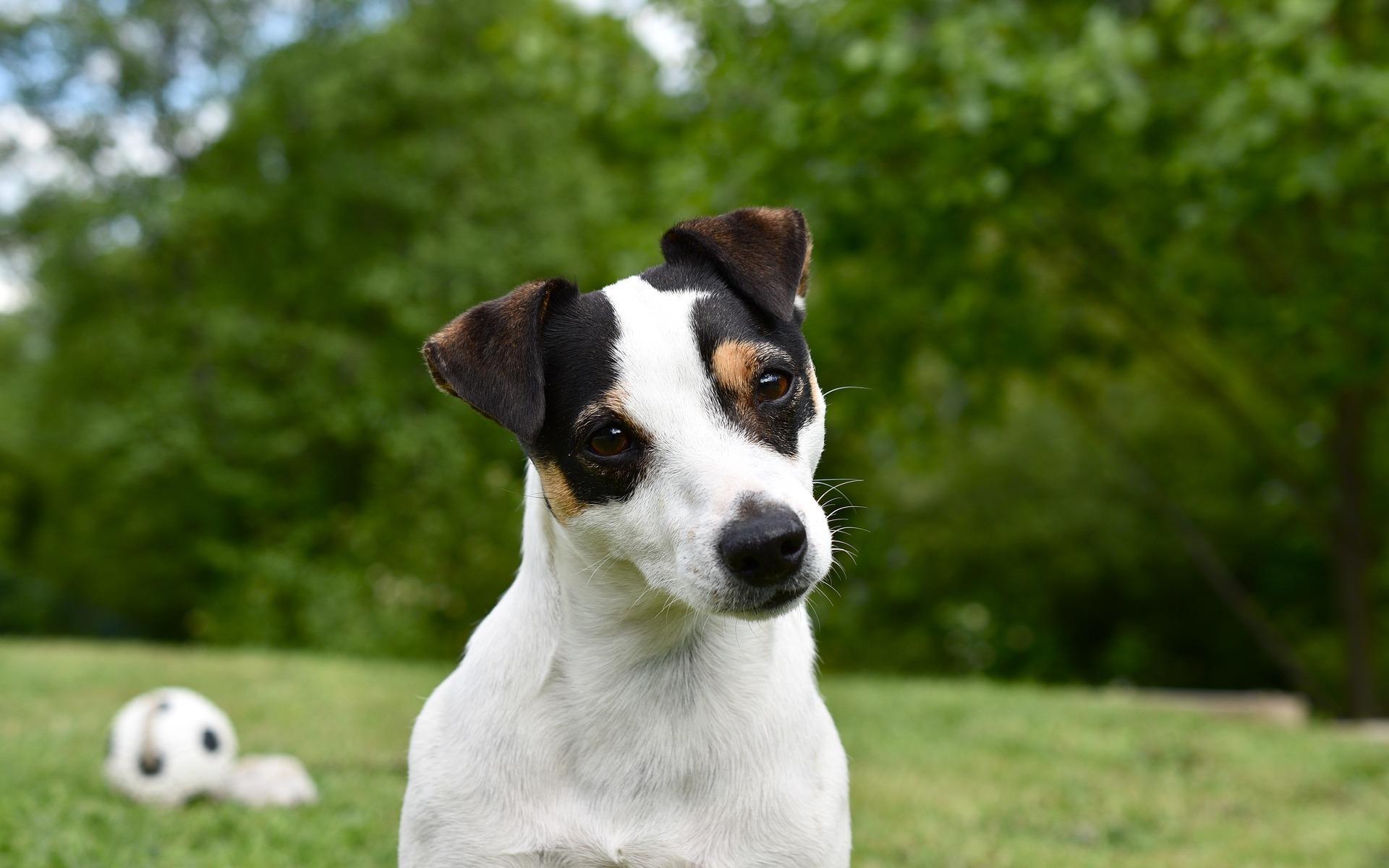 Jack Russell terriern är Sveriges och Bohusläns fjärde mest ägda hundras. I Strömstad är det den mest ägda hundrasen, tillsammans med schäfern. 
