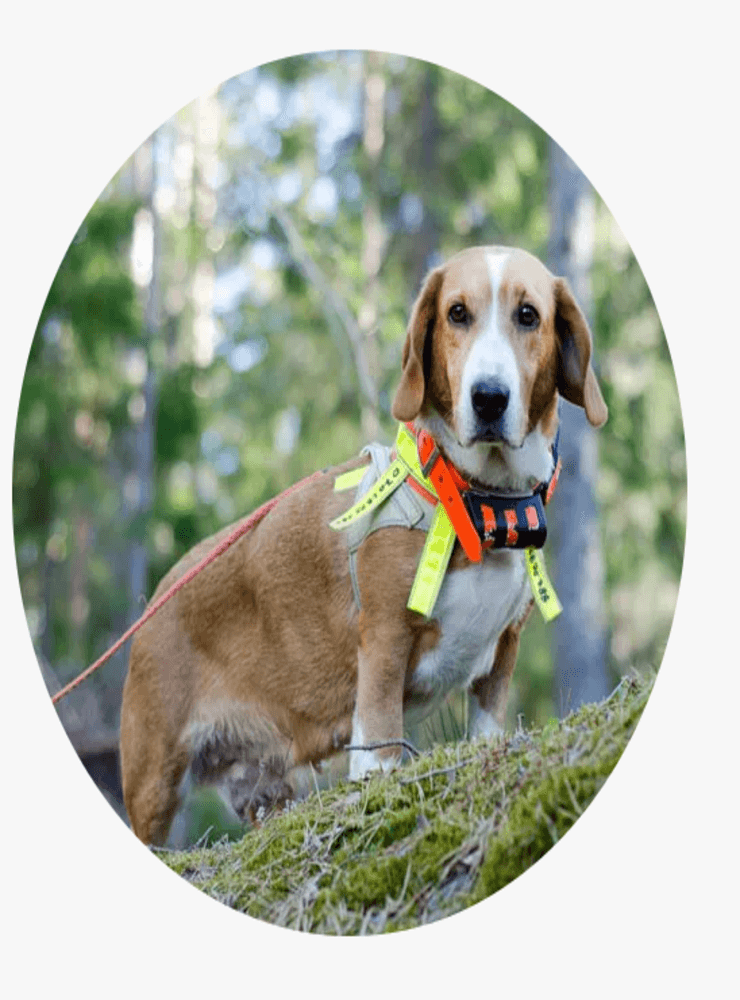 Drever är en svensk hundras som är populär i Bohuslän. Det är den fjärde mest ägda hundrasen i Färgelanda och Munkedal. 
