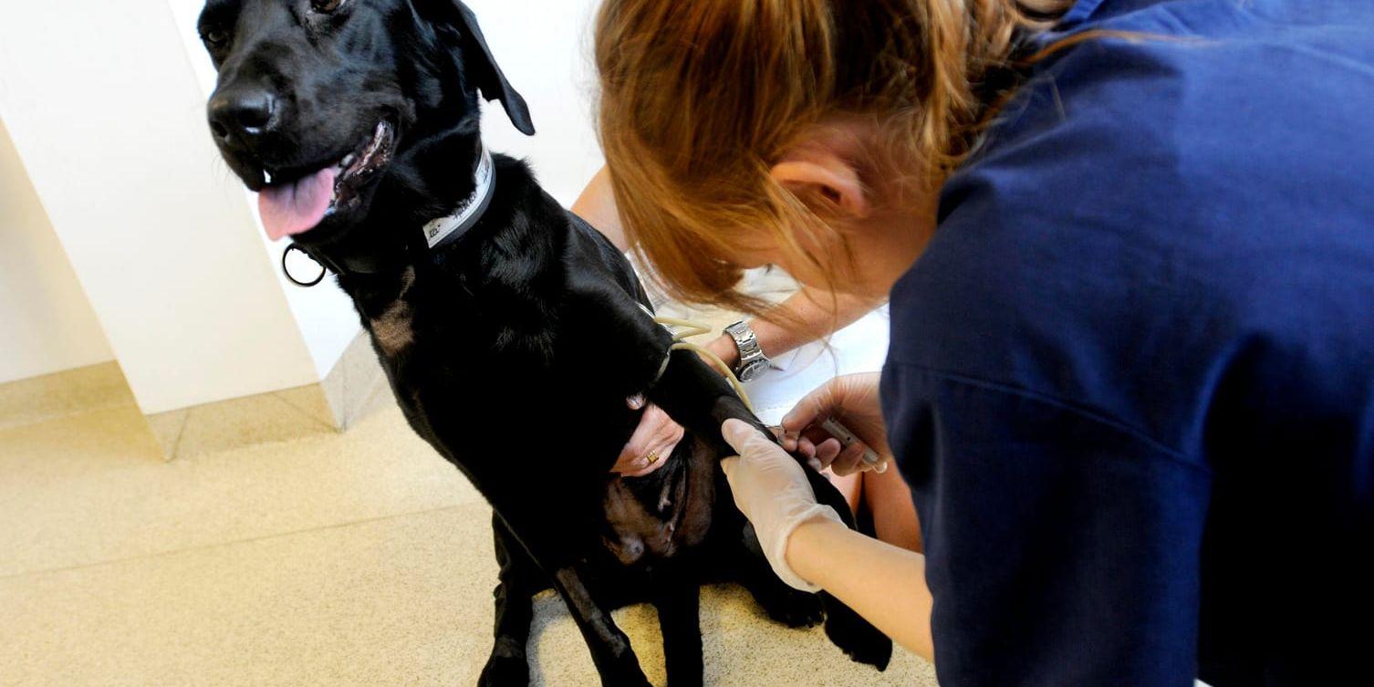 Färre och färre hundar behandlad med antibiotika i Sverige. Arkivbild.