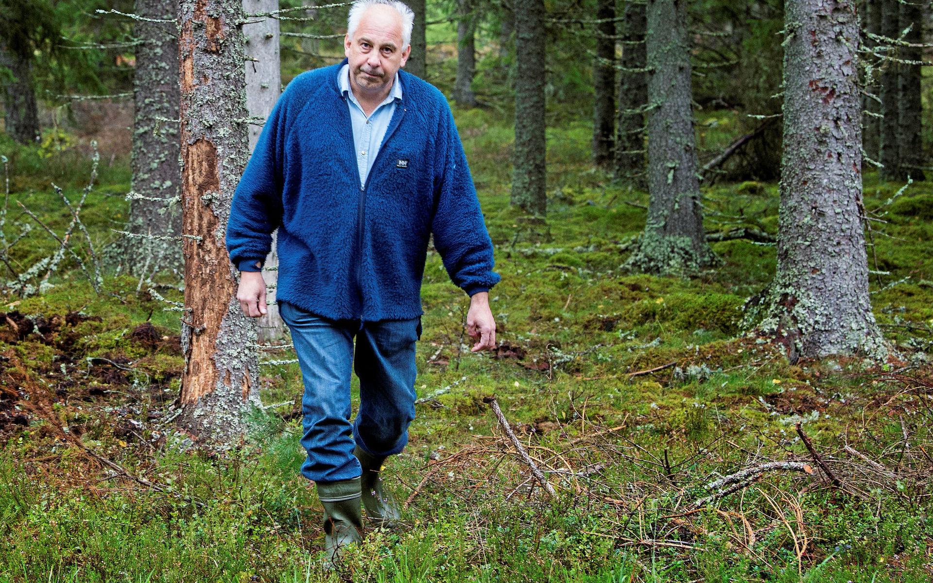 Skogsårdstyrensens Bertil Lundahl inspekterar skog som är drabbad av skadedjur Granbarksbagge och Snyltbagge