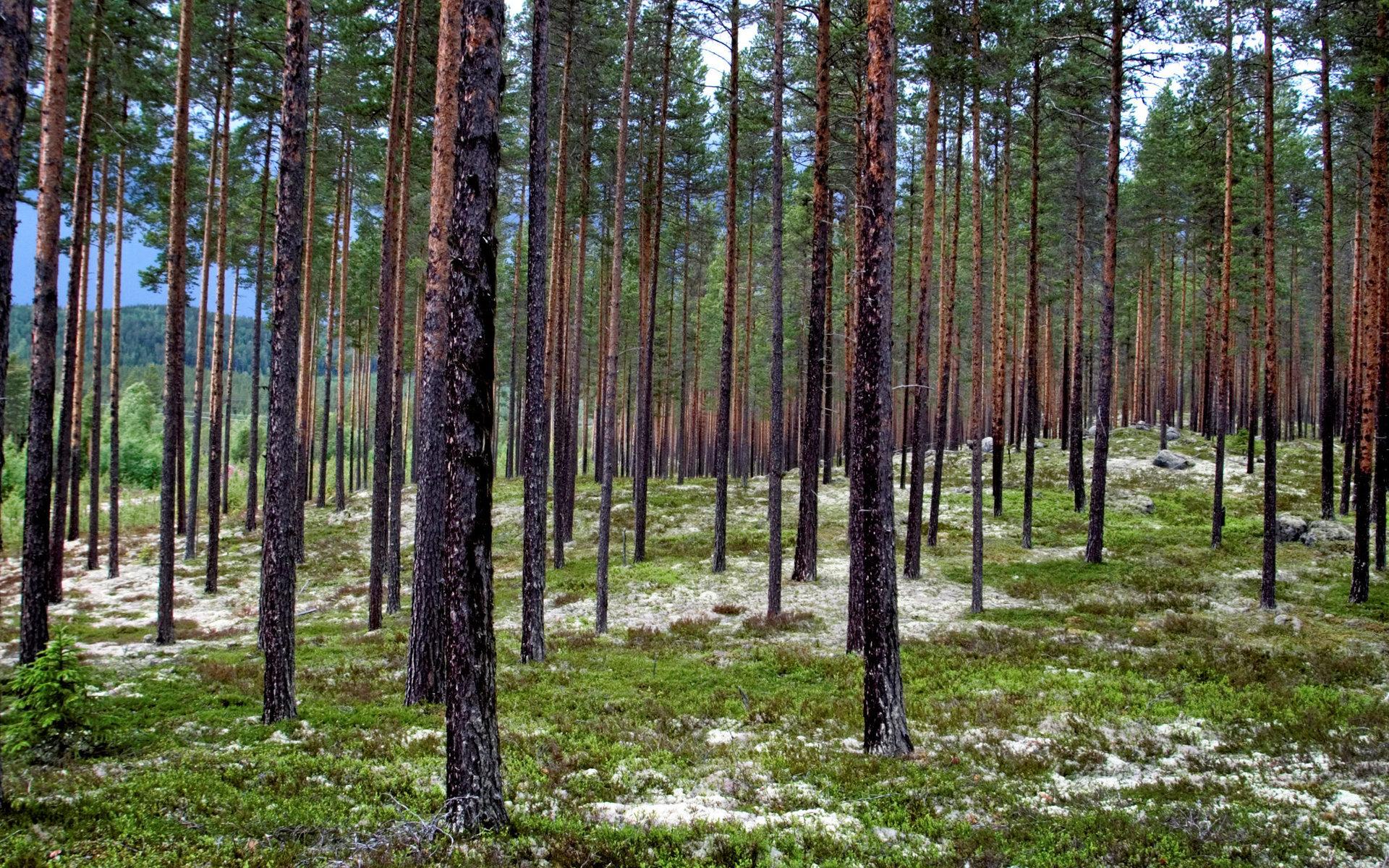  Tallskog håller på att bli bristvara i det svenska skogslandskapet, när skogsägare planterar gran för att slipp betesskador på nyplanteringar. 