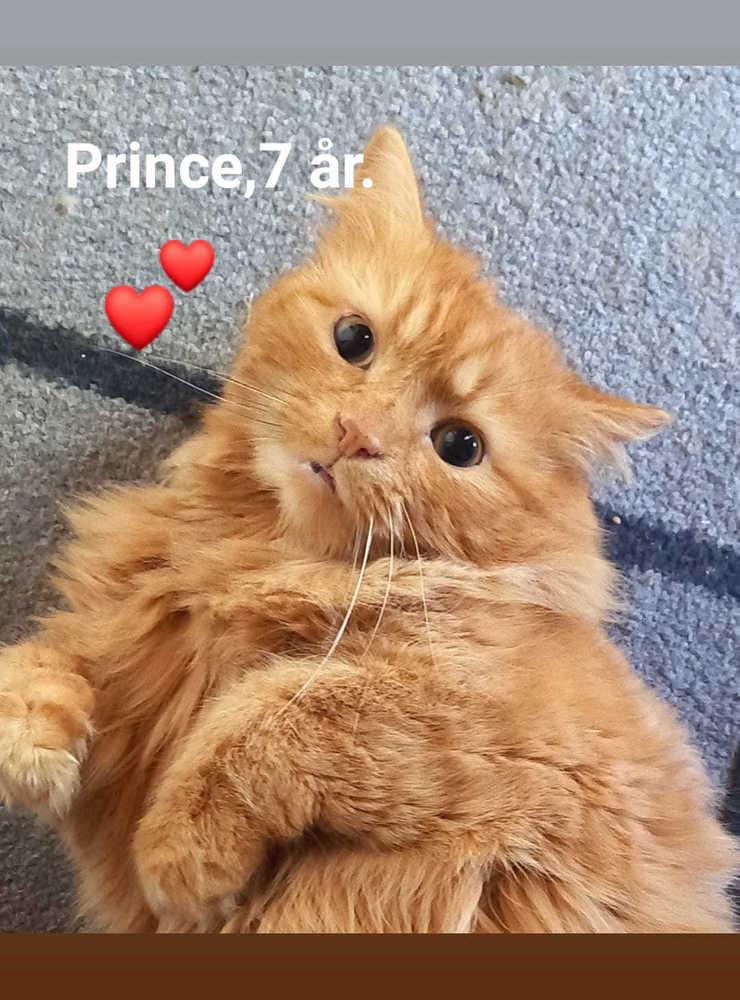 ”Mitt namn är Prince,7 år gammal.och jag är älskad av min matte och naturligtvis visar jag all min kärlek till henne men främst när hon fyller matskålen och att få gosa med henne🐱❤”