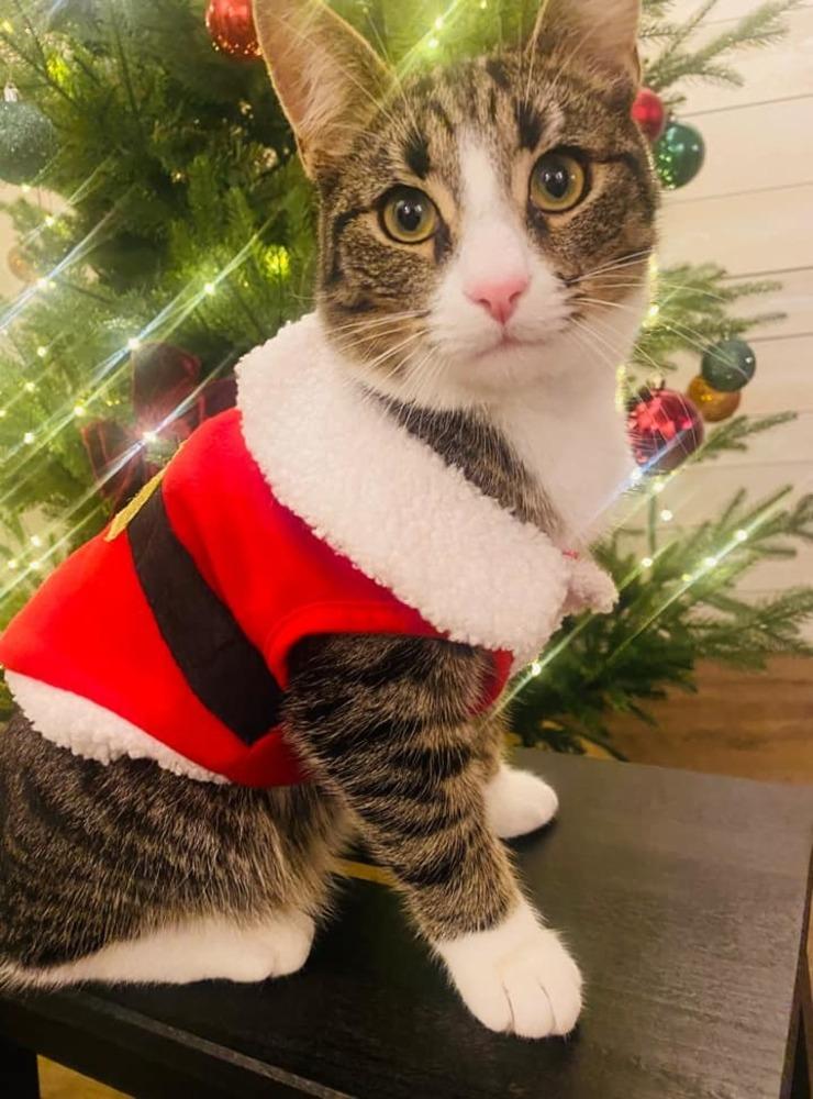 ”Här är Findus på 7 månader! Han väntar ivrigt till 1 december då han får börja öppna sin katt-kalender 😻 🎄”
