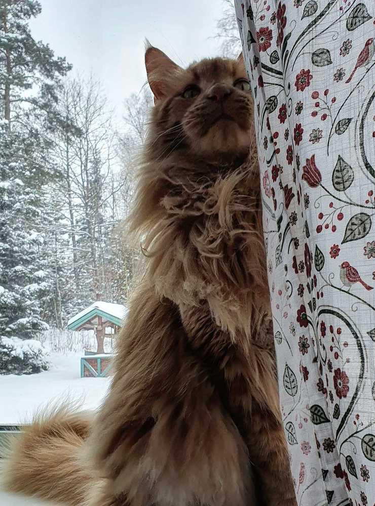 ”Vår busiga mainecoon Nelson, 4 år gammal. Han väger runt 10 kg, det är en stor katt med en ännu större personlighet🥰 Nelson älskar vintern, att springa ute i djup snö är superkul. Men det bästa är nog att sladda på altanen när det är halt 😅”
