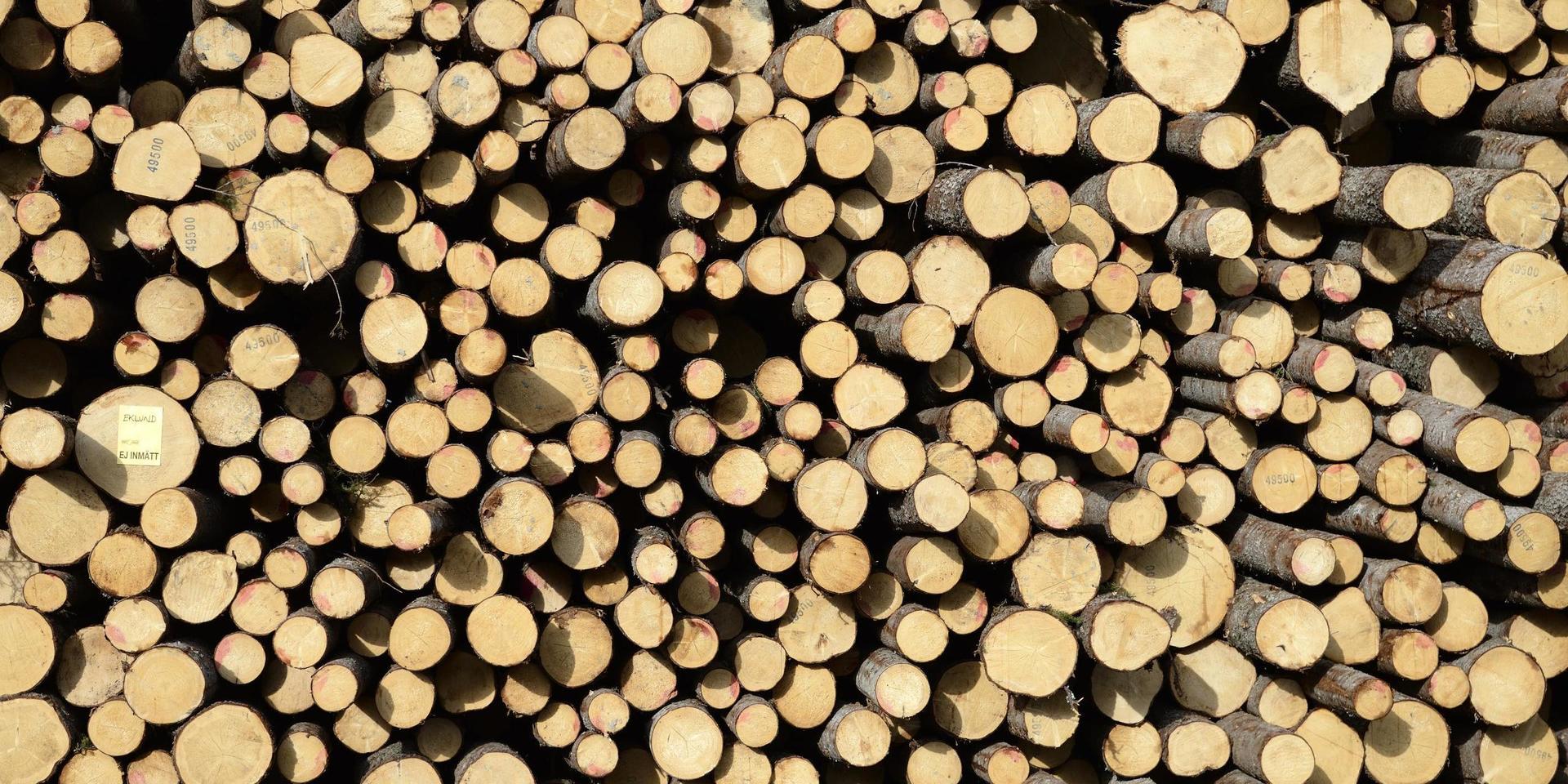 Skogskoncernen Holmens styrelse halverar sitt förslag till utdelning inför en extrastämma i september. Arkivbild