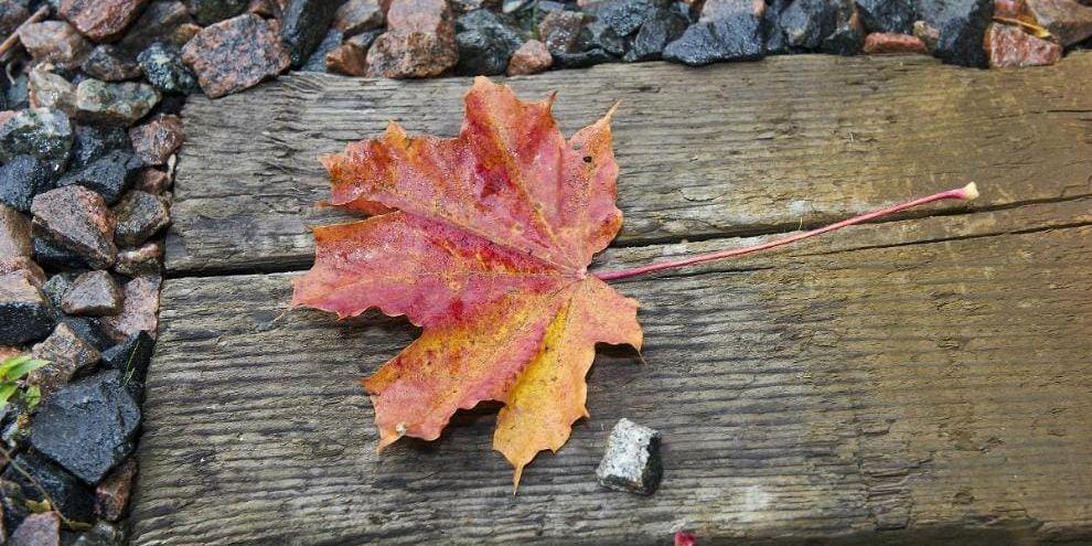 Gul eller röd höst? När hösten kommer suger träden åt sig det gröna klofyllet i bladen. Ju mildare och regnigare höst desto gulare blir löven. Och ju kallare det är, desto mera rött i löven. Men det skiljer också mellan trädslagen. Lönnens blad blir oftare röda.