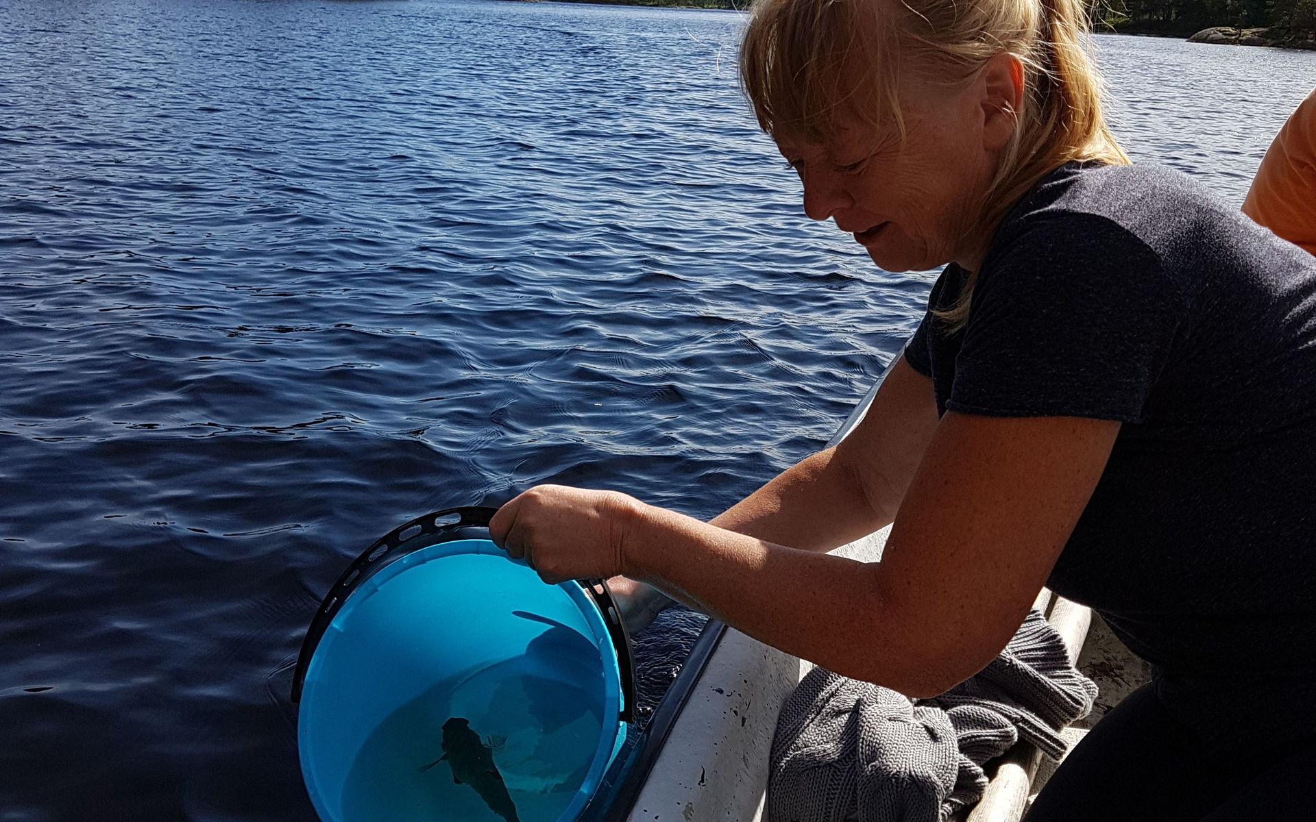 Tävlar med en bild tagen i somras när vi sportfiskade i St Holmevattnet på Kynnefjäll. Det är min kompis Inez som sätter tillbaka en abborre i sjön igen.