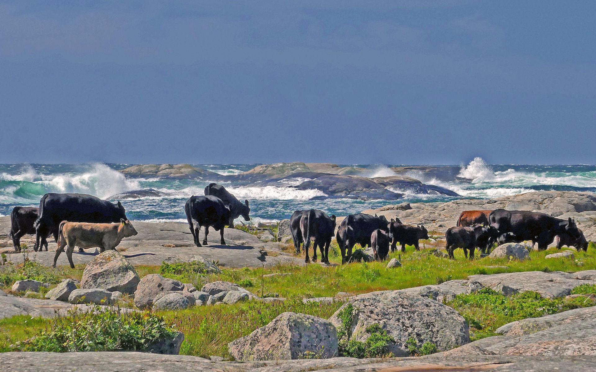 En bild från Ramsvikslandet i juni månad. Det blåser en hel del, men kreaturen är &quot;kolugna&quot;. Produktionen av Bregott havssaltat pågår oavsett väder…….