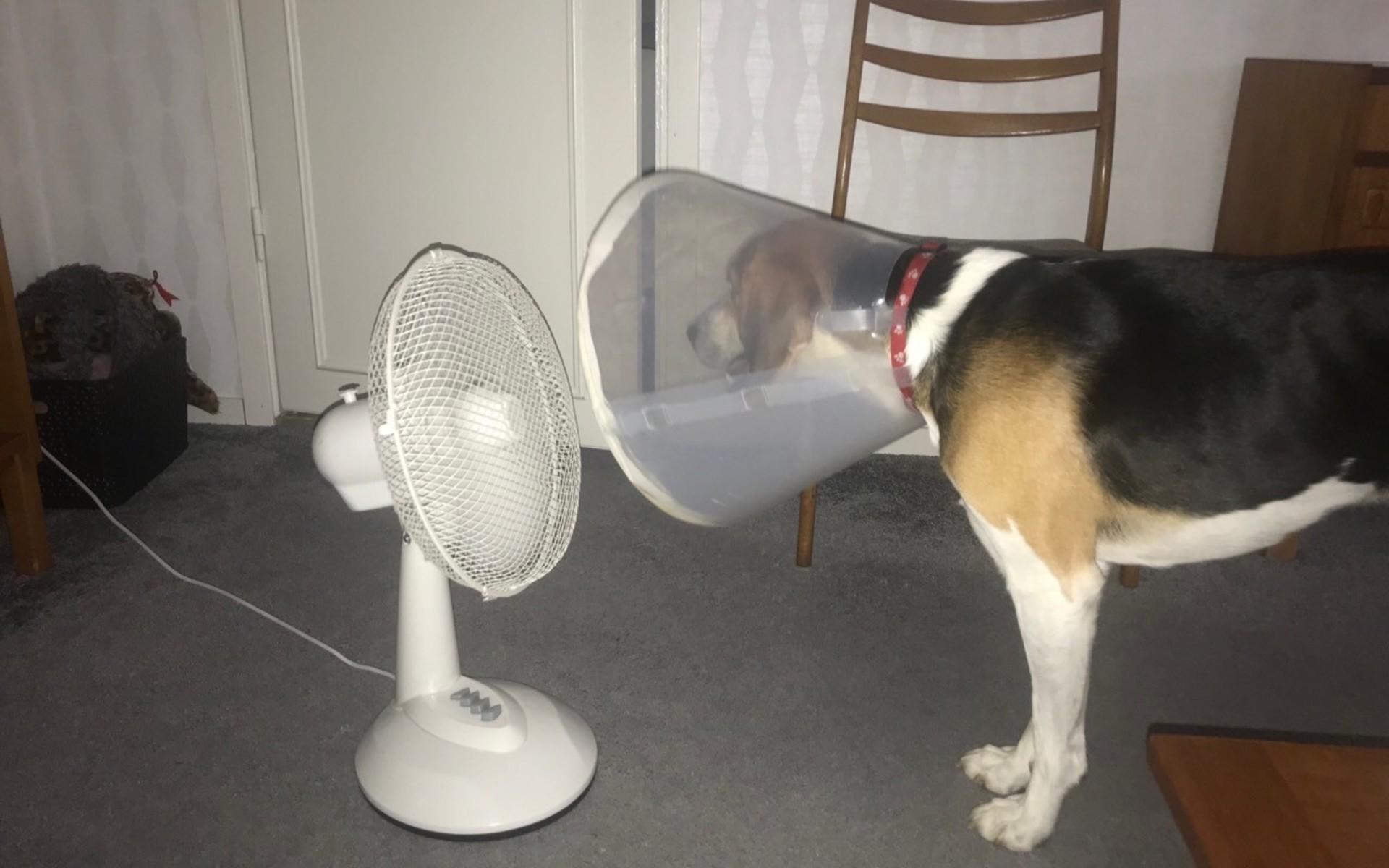 Min systers hund Elton är nykastrerad och tycker det är jobbigt med värmen.... men han har löst problemet.