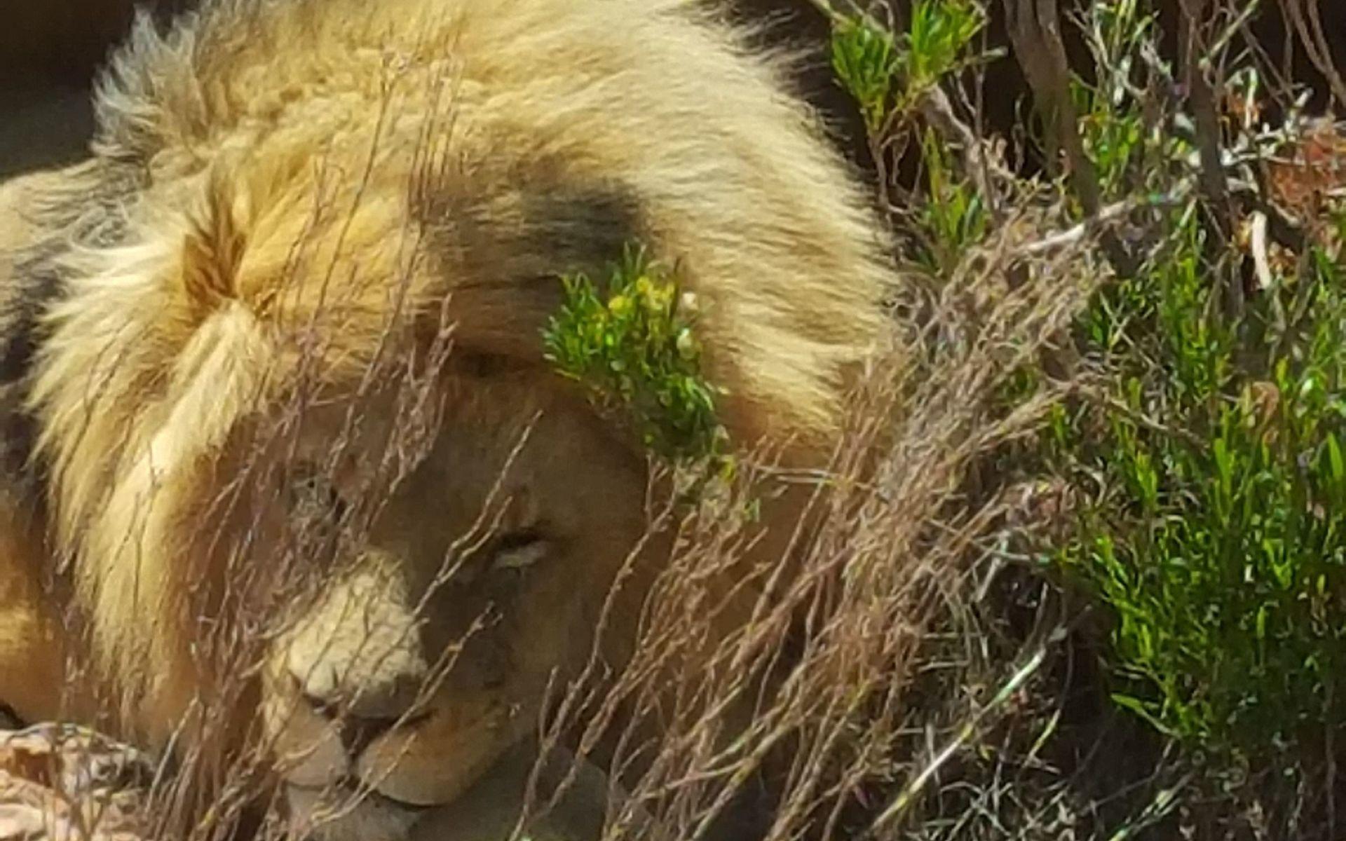 Fantastiskt möte med vilda lejon i Sydafrika.