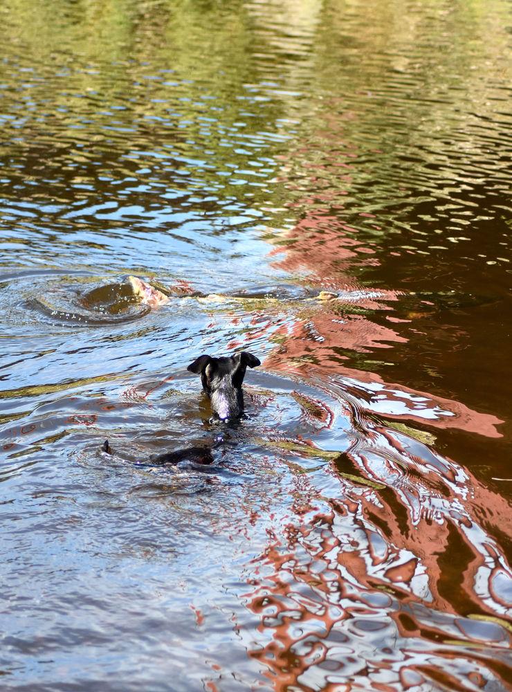 Hunden Rossi simmar med Laxar i Örekilsälven.