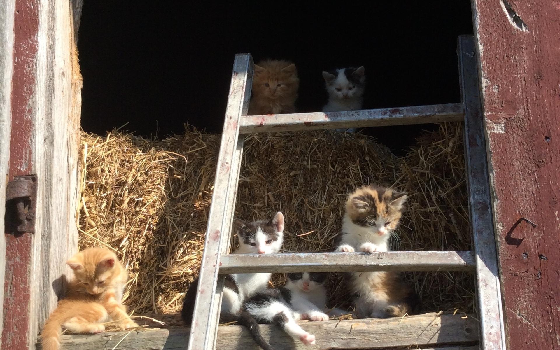 &quot;Dessa söta kattungar finns på en bondgård i Brastad&quot;